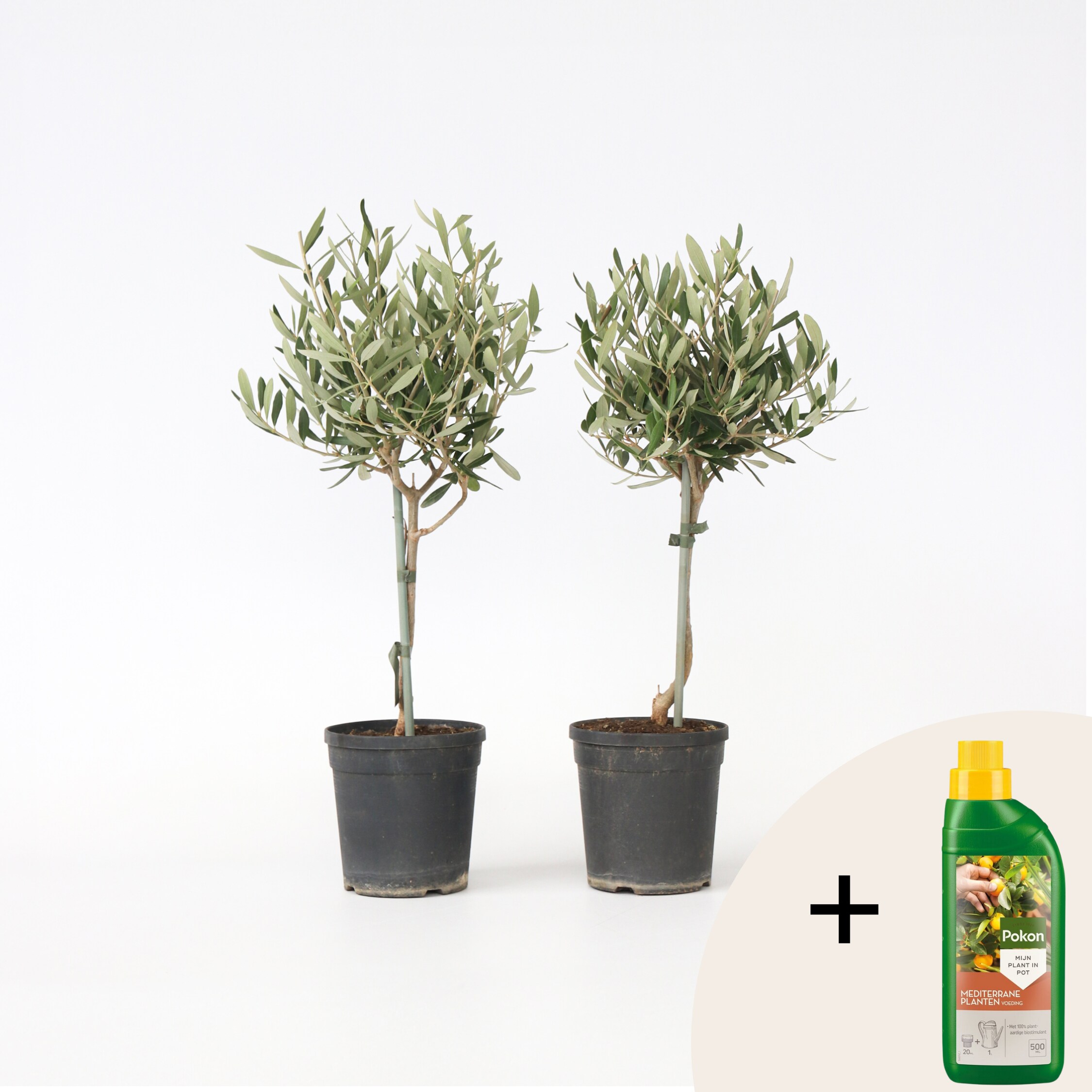 Plant in a Box - Olivenbaum - 2 Stk - Olea europaea - H&ouml;he 50-60cm - Topf 14cm - Bild 1