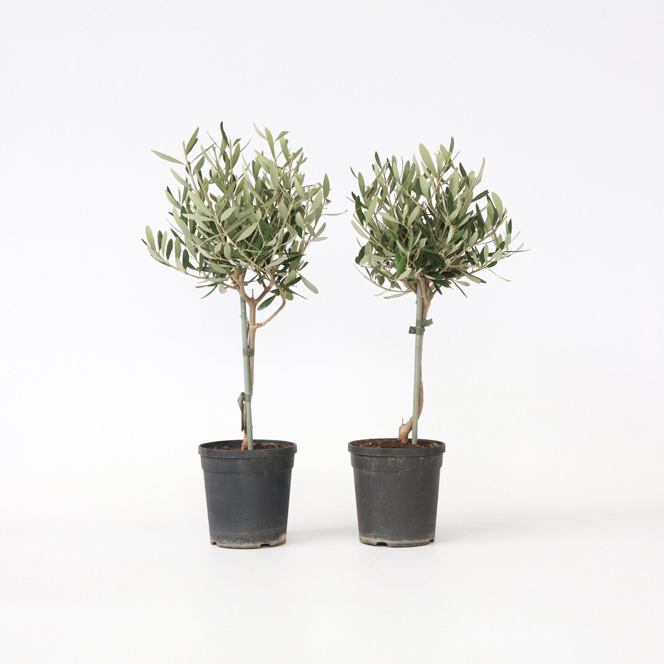 Plant in a Box - Olivenbaum - 2 Stk - Olea europaea - H&ouml;he 50-60cm - Topf 14cm - Bild 1