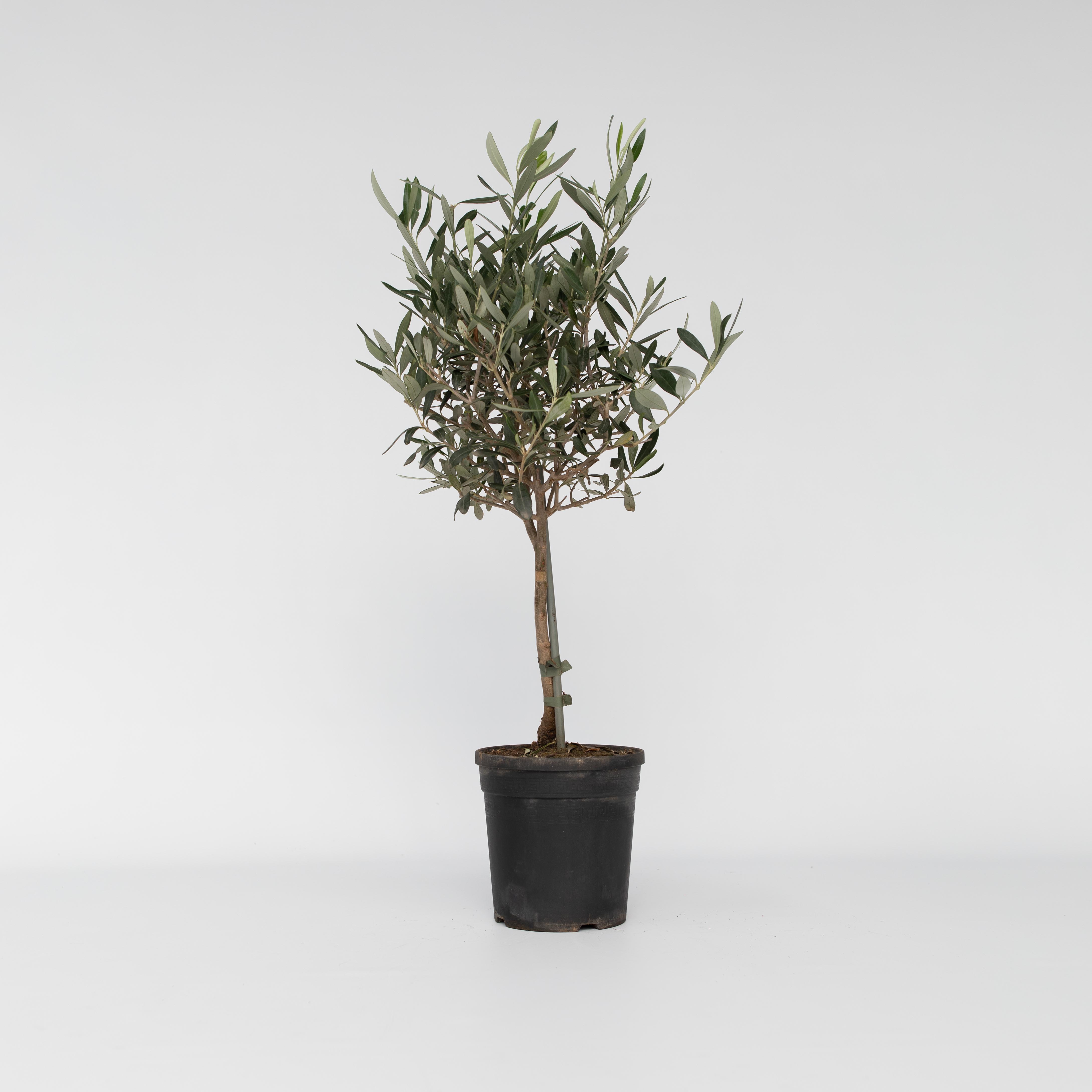 Plant in a Box - Olivenbaum - Olea europaea - H&ouml;he 60-70cm - Topf 17cm - Bild 1