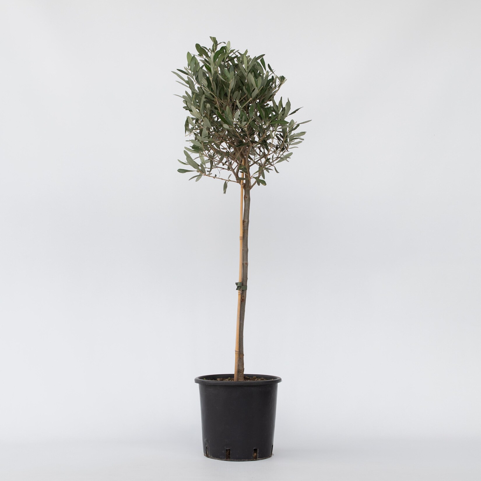 Plant in a Box – Olivenbaum – Olea europaea – Höhe 90-100cm – Topf 21cm | 07442924151148