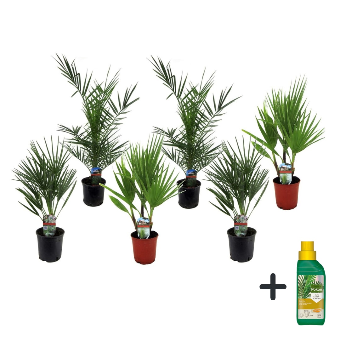 Plant in a Box - Gartenpalmen - 6 Stk - Phoenix,Chamaerops,Washingtonia - H&ouml;he 50-70cm - Topf 15cm - Bild 1