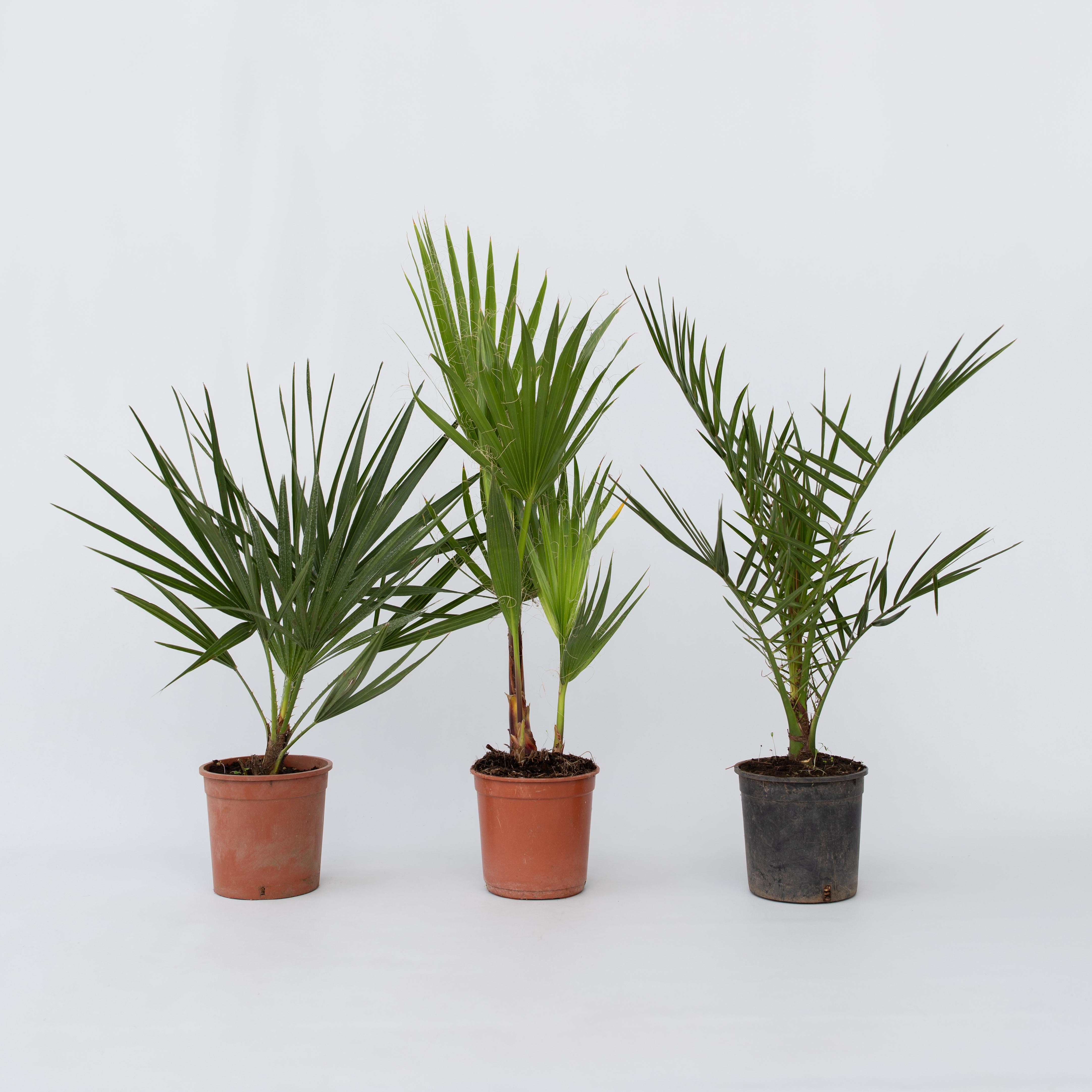 Plant in a Box - Gartenpalmen - 6 Stk - Phoenix,Chamaerops,Washingtonia - H&ouml;he 50-70cm - Topf 15cm - Bild 1