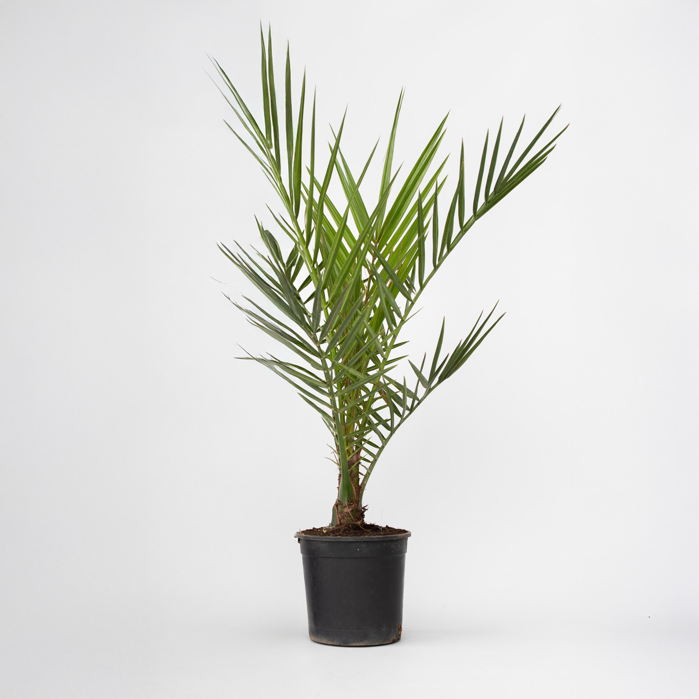 Plant in a Box - Kanarische Dattelpalme - Phoenix canariensis - H&ouml;he 50-60cm - Topf 15cm - Bild 1