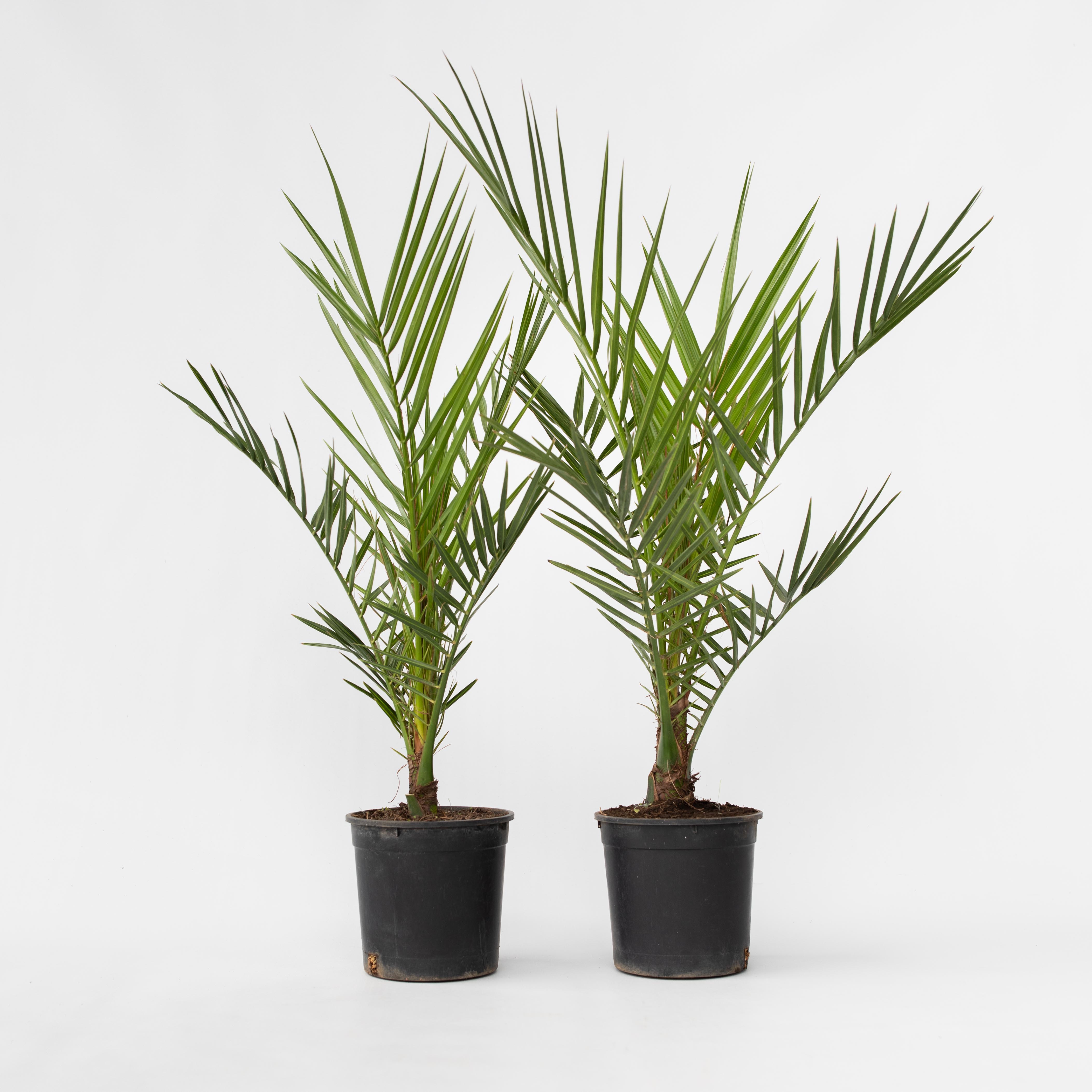 Plant in a Box - Kanarische Dattelpalme - 4 Stk - Phoenix canariensis - H&ouml;he 50-60cm - Topf 15cm - Bild 1