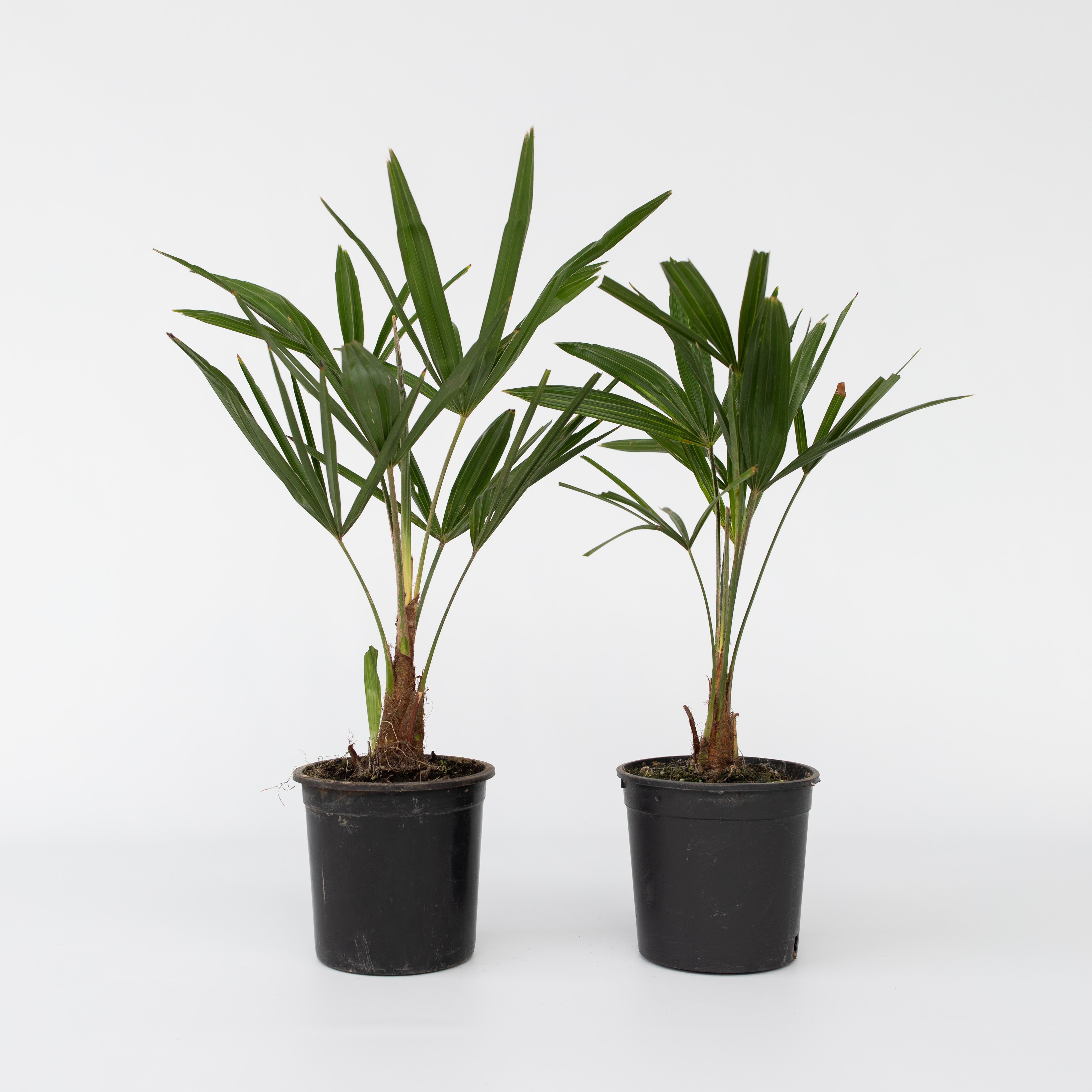 Plant in a Box - Windm&uuml;hlenpalme - 2 Stk - Trachycarpus Fortunei - H&ouml;he 35-45cm - Topf 15cm - Bild 1