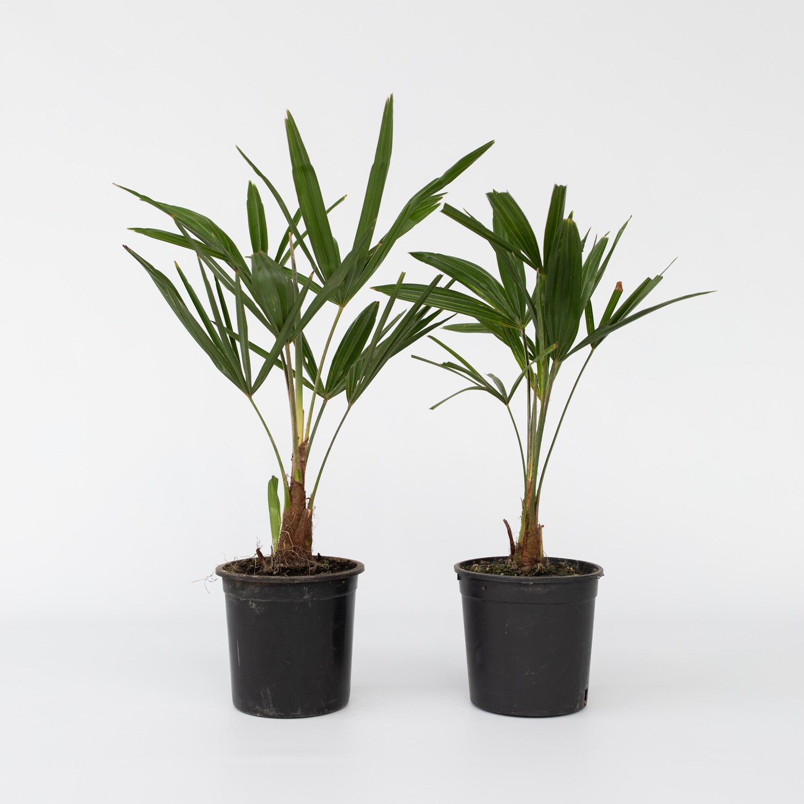 Plant in a Box – Windmühlenpalme – 2 Stk – Trachycarpus Fortunei – Höhe 35-45cm – Topf 15cm | 07428479453388