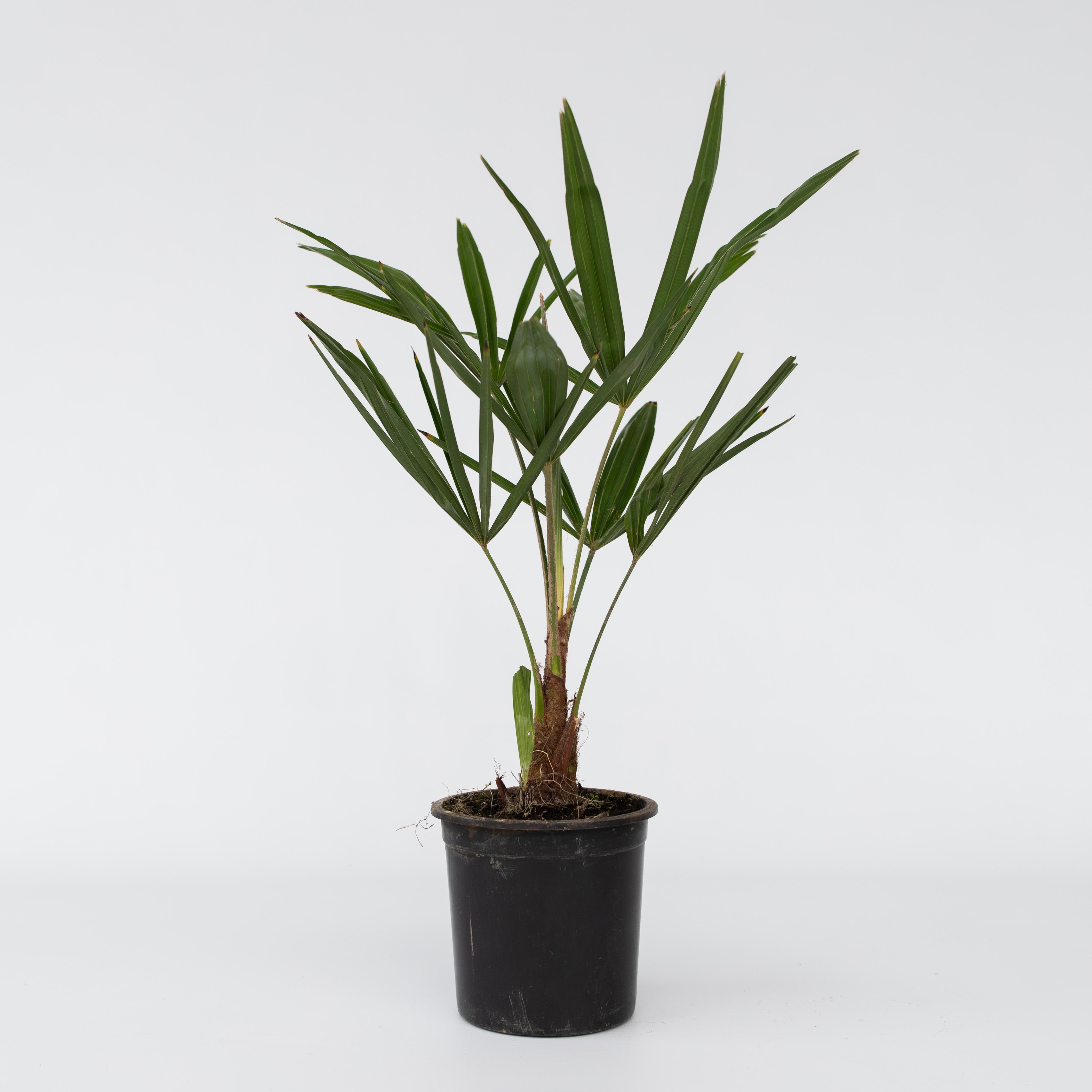 Plant in a Box - Windm&uuml;hlenpalme - 4 Stk - Trachycarpus Fortunei - H&ouml;he 35-45cm - Topf 15cm - Bild 1