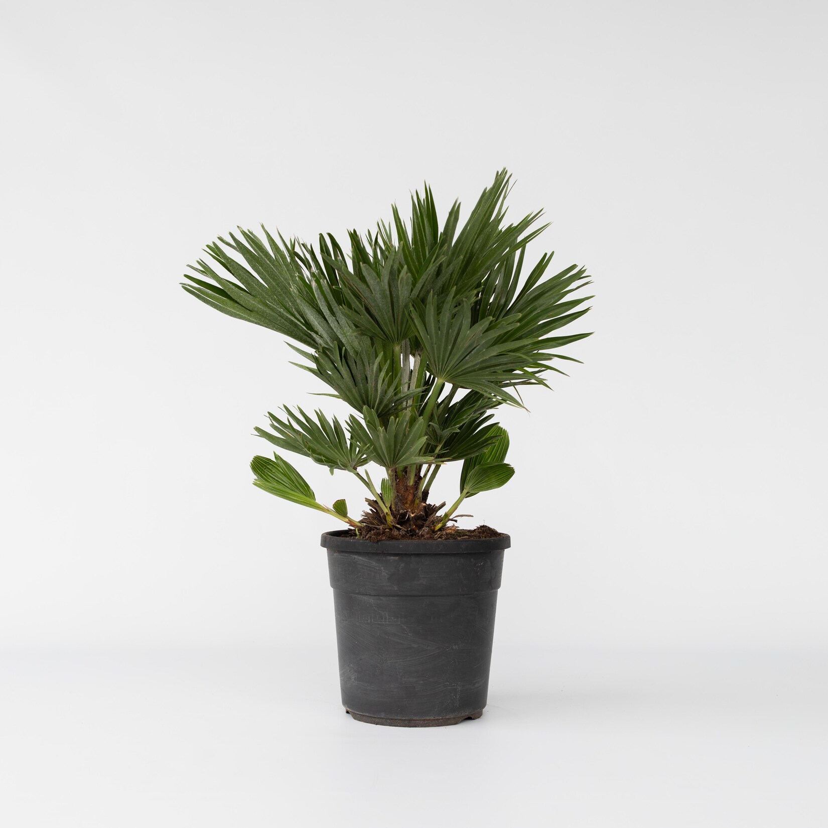 Plant in a Box – Vulkan Zwergpalme – Chamaerops ‚Vulcano‘ – Höhe 45-55cm – Topf 24cm | 07440848233223