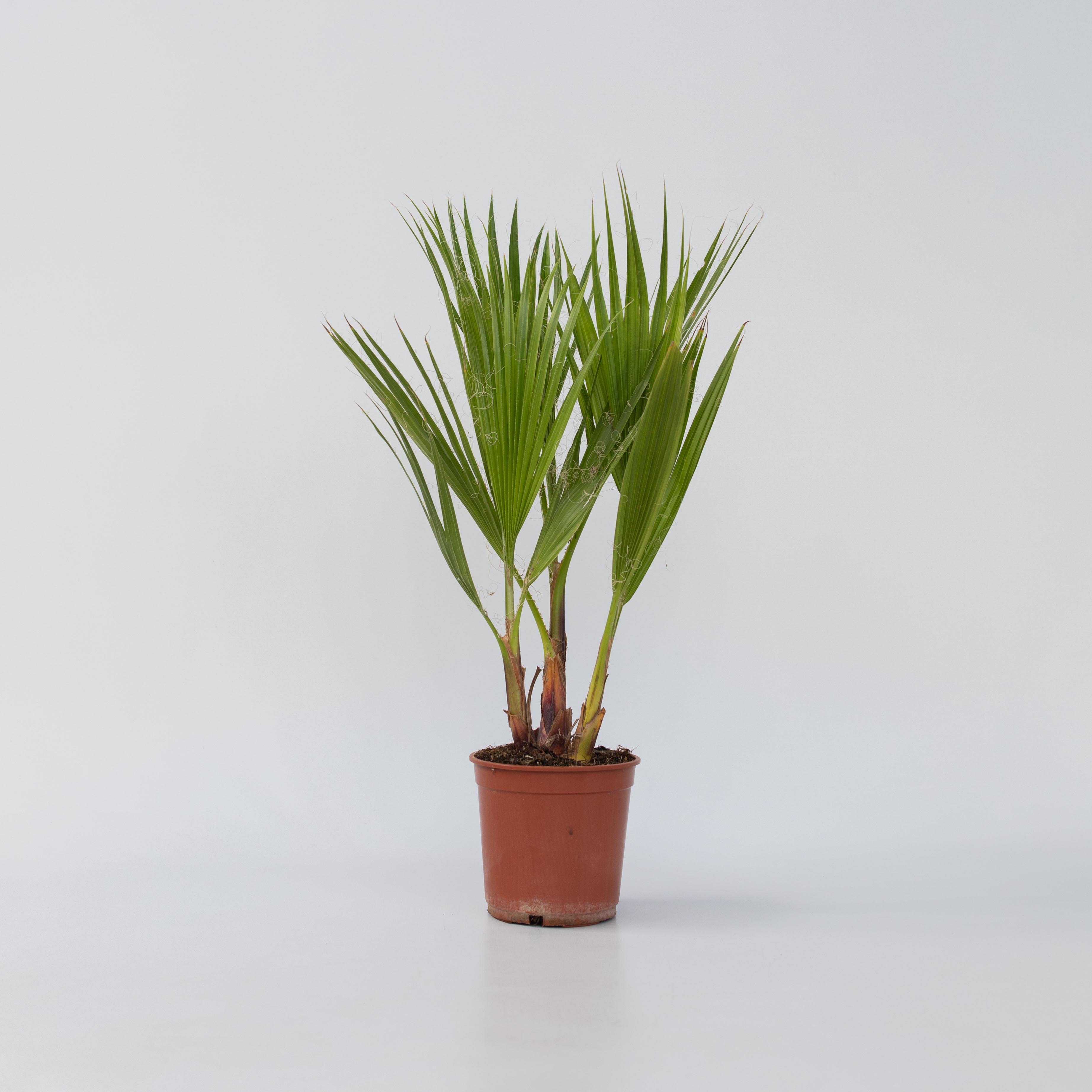 Plant in a Box - Mexikanische F&auml;cherpalme - Washingtonia robusta - H&ouml;he 50-60cm - Topf 15cm - Bild 1