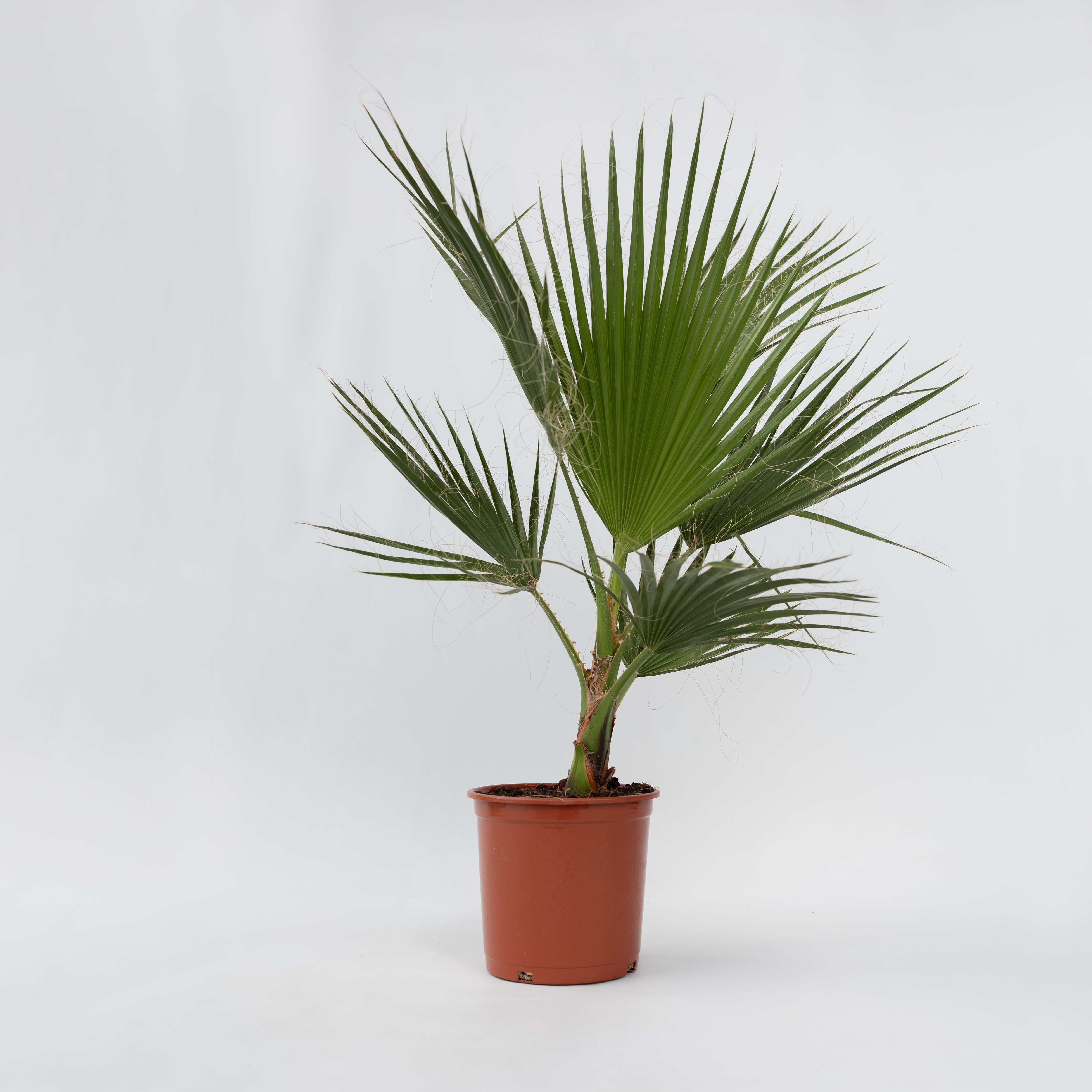 Plant in a Box - Mexikanische F&auml;cherpalme - 2 Stk - Washingtonia robusta - H&ouml;he 70-90cm - Topf 21cm - Bild 1