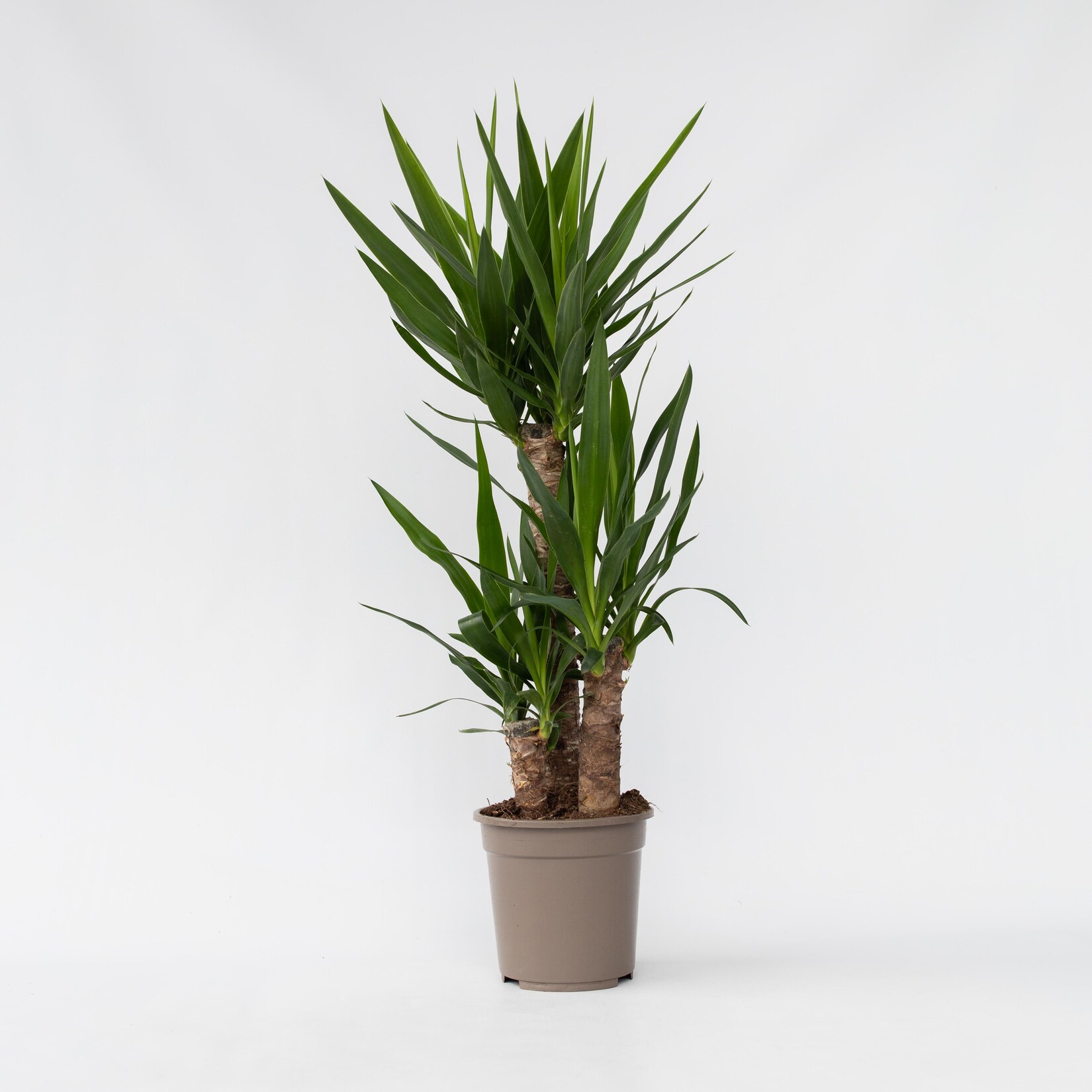 Plant in a Box – Palmlilie – Yucca elephantipes – Höhe 70-80cm – Topf 21cm | 07428475082230