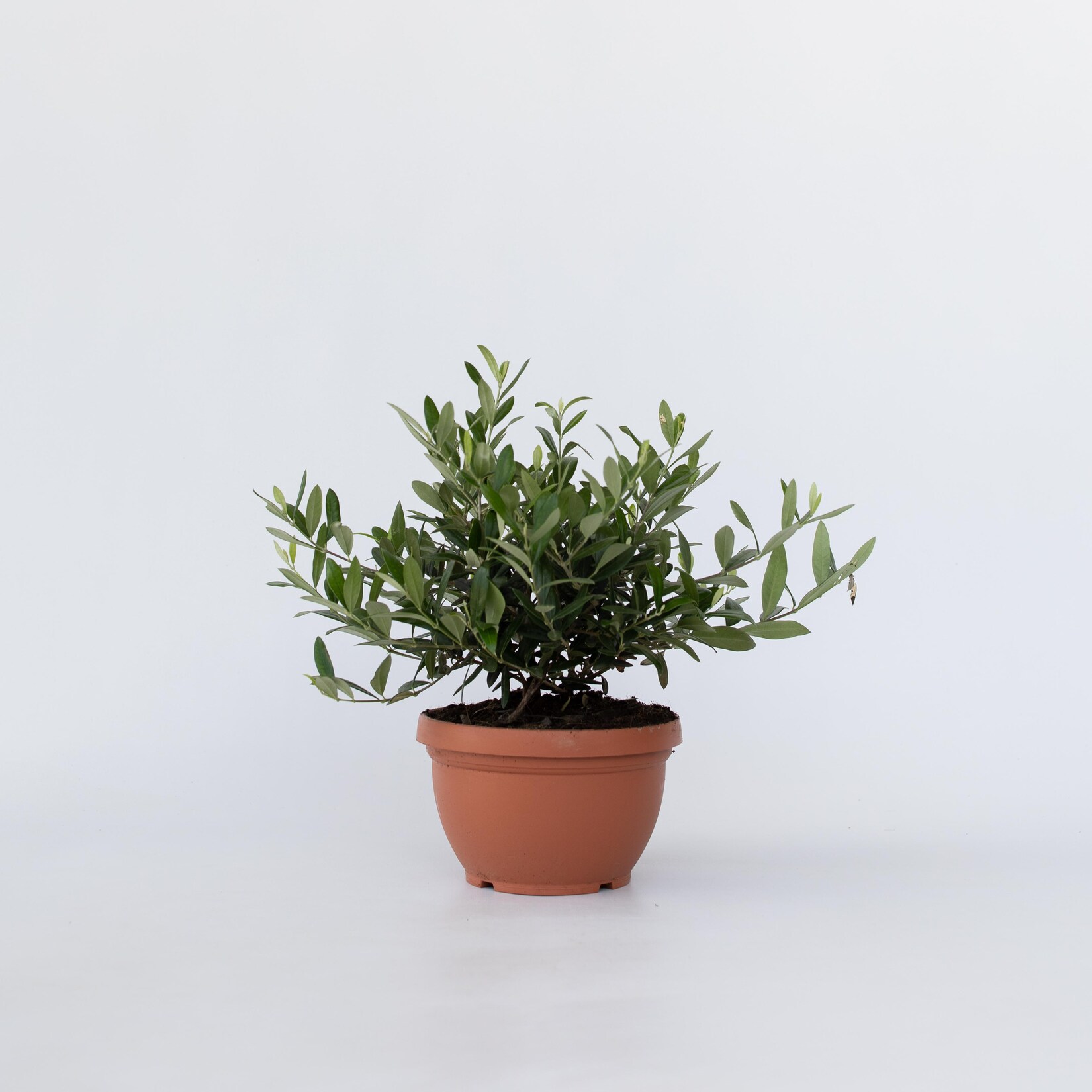 Plant in a Box – Olivenbaum – Olea europaea – Höhe 30-40cm – Topf 21cm | 07442924135162
