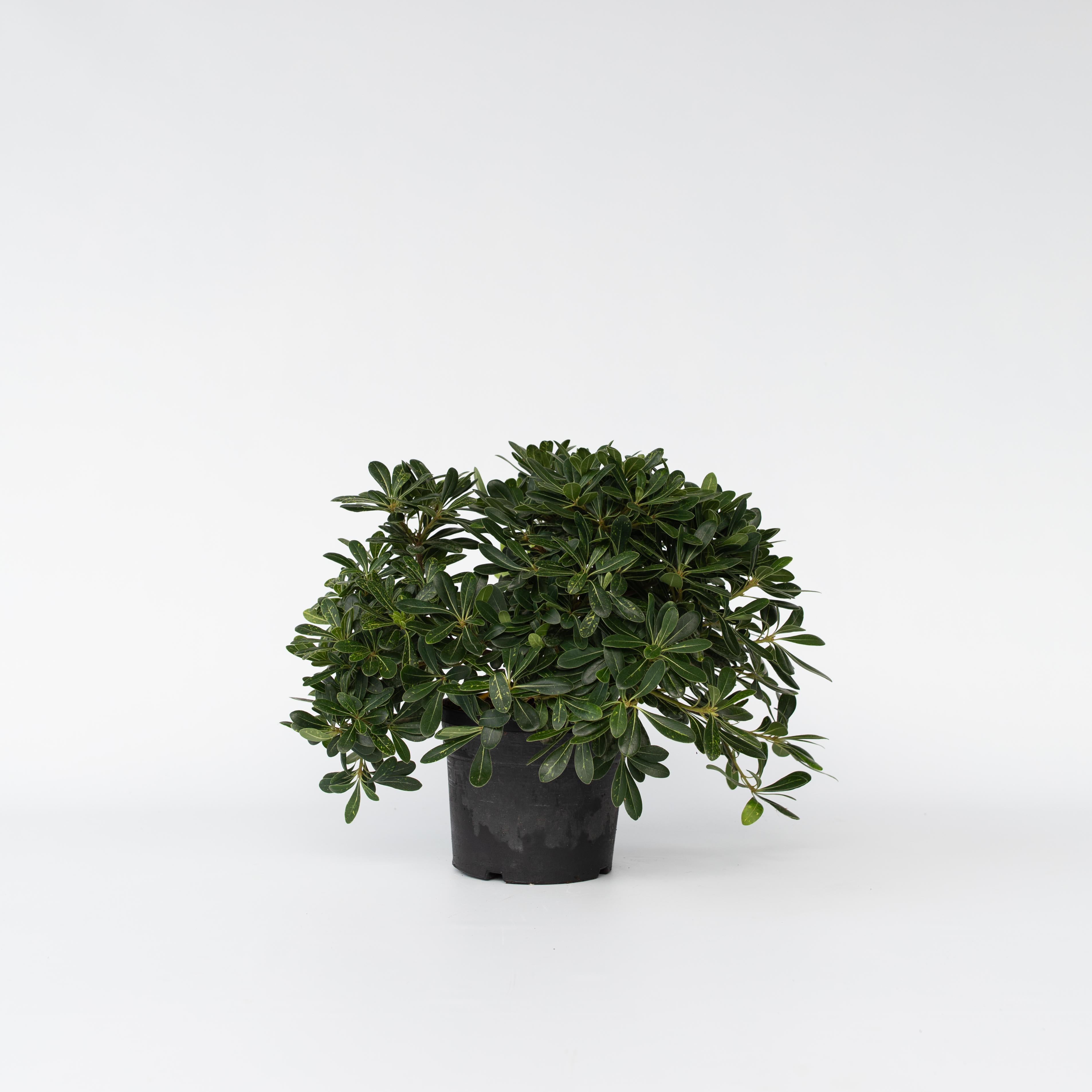 Plant in a Box - Lorbeer - Pittosporum tobira nanum - H&ouml;he 30-40cm - Topf 19cm - Bild 1