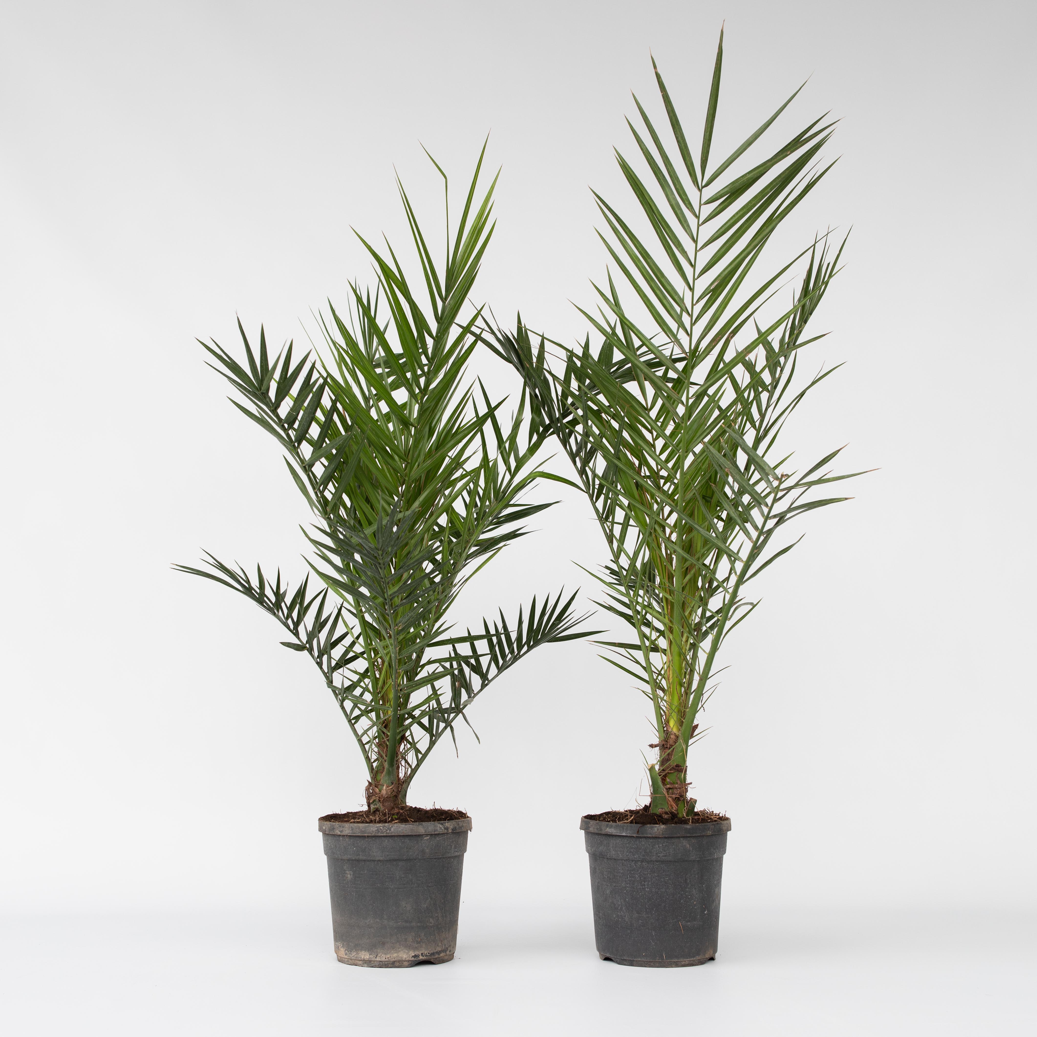 Plant in a Box - Kanarische Dattelpalme - 2 Stk - Phoenix canariensis - H&ouml;he 80-100cm - Topf 19cm - Bild 1