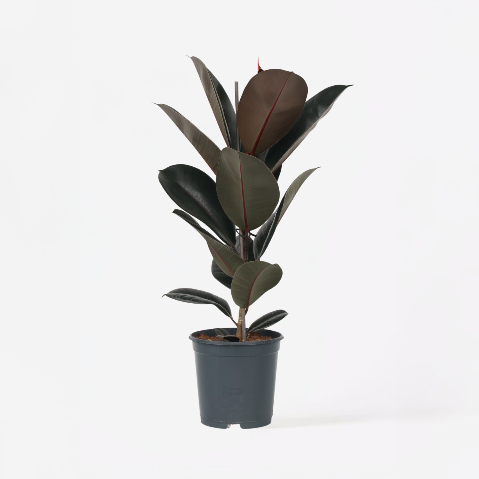Plant in a Box – Gummibaum – Ficus Elastica ‚Abidjan‘ – Höhe 75-100cm – Topf 24cm | 07442924152176