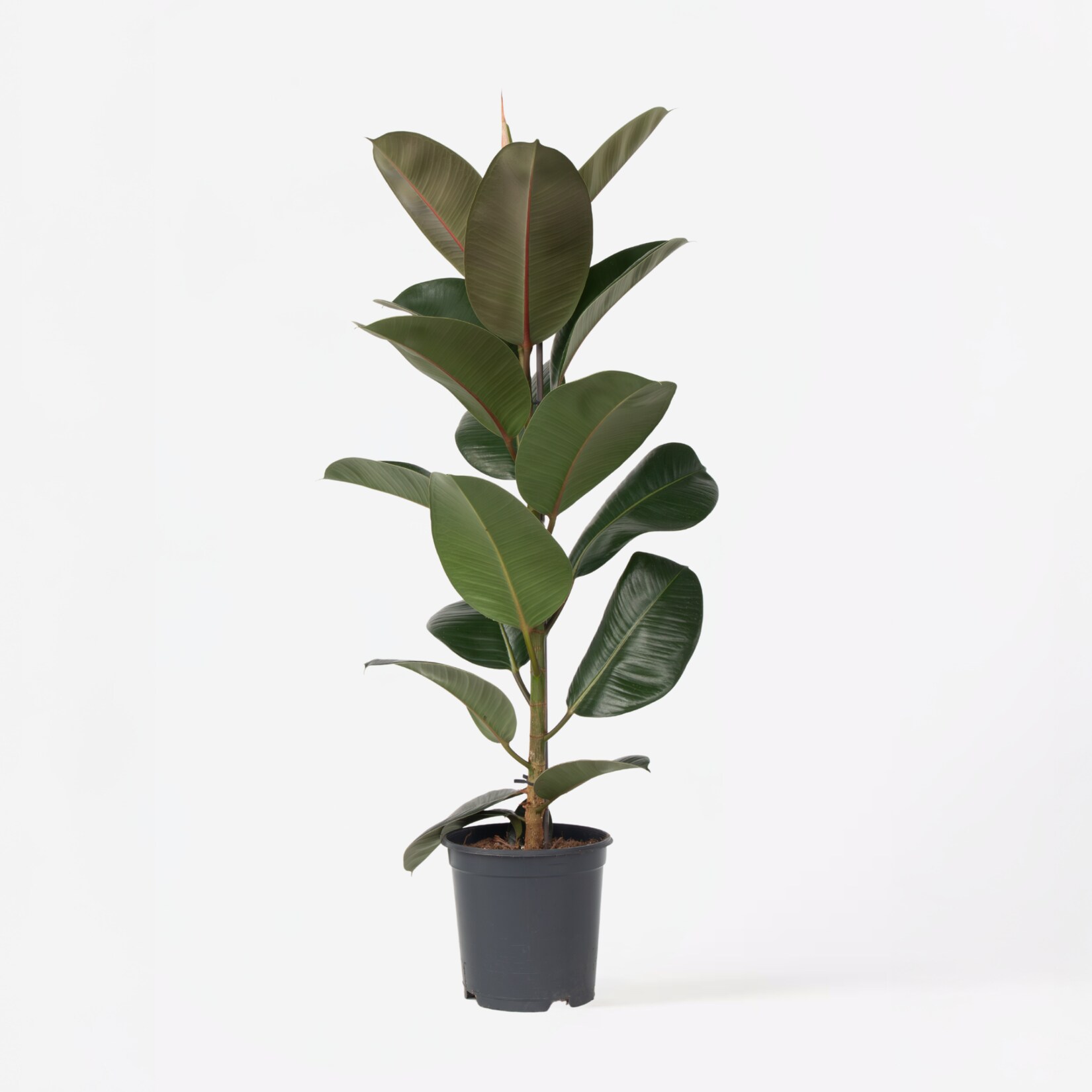 Plant in a Box – Gummibaum – Ficus Elastica ‚Robusta‘ – Höhe 75-100cm – Topf 24cm | 07442924152183
