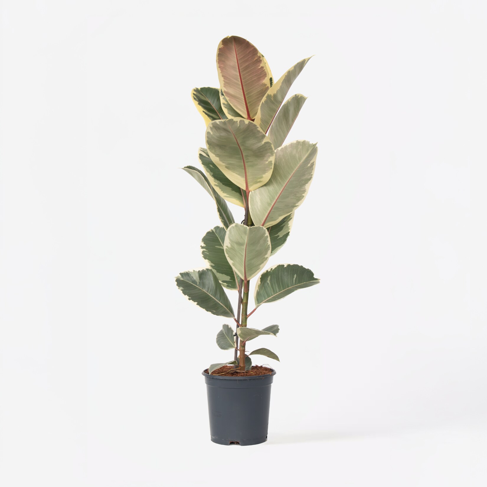 Plant in a Box – Gummibaum – Ficus Elastica ‚Tineke‘ – Höhe 75-100cm – Topf 24cm | 07442924155153