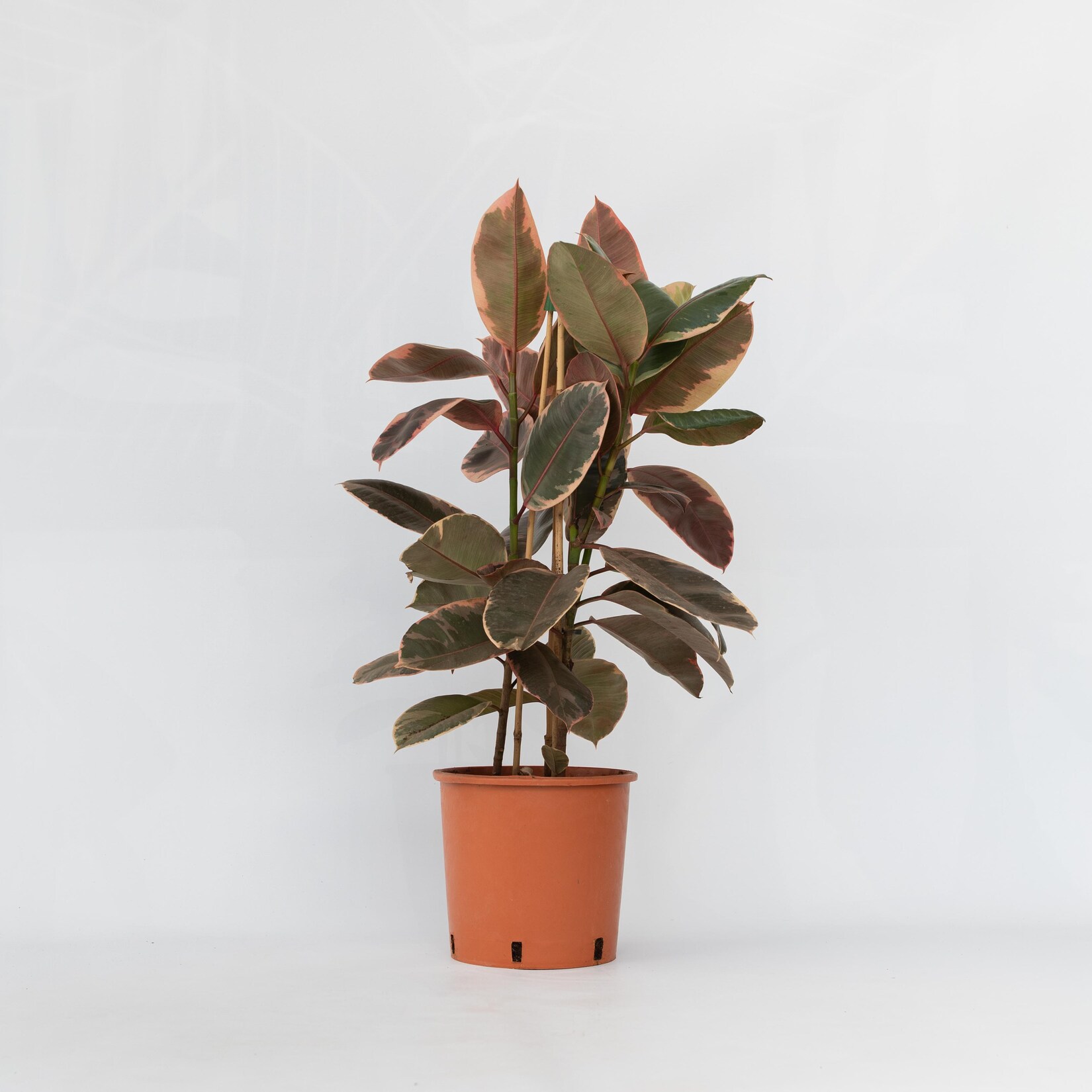 Plant in a Box – Gummibaum – Ficus Elastica ‚Belize‘ – Höhe 75-100cm – Topf 24cm | 07442919525596