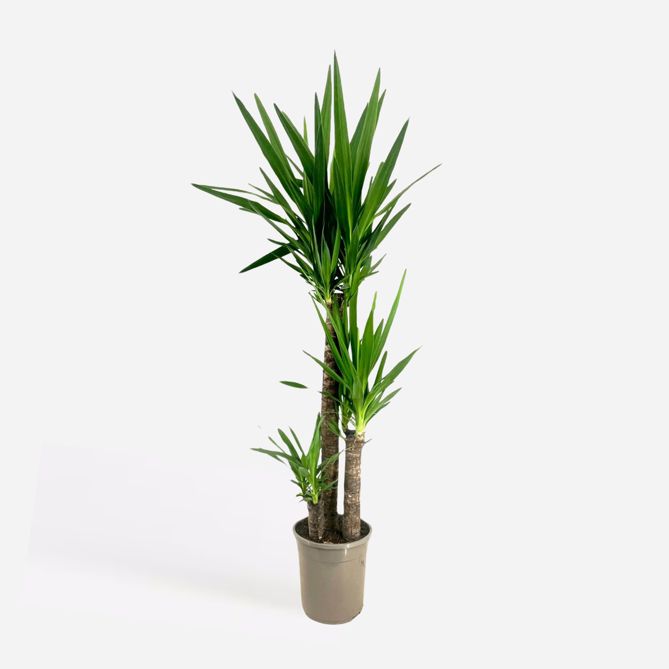 Plant in a Box - Palmlilie - Yucca elephantipes - H&ouml;he 130-140cm - Topf 24cm - Bild 1