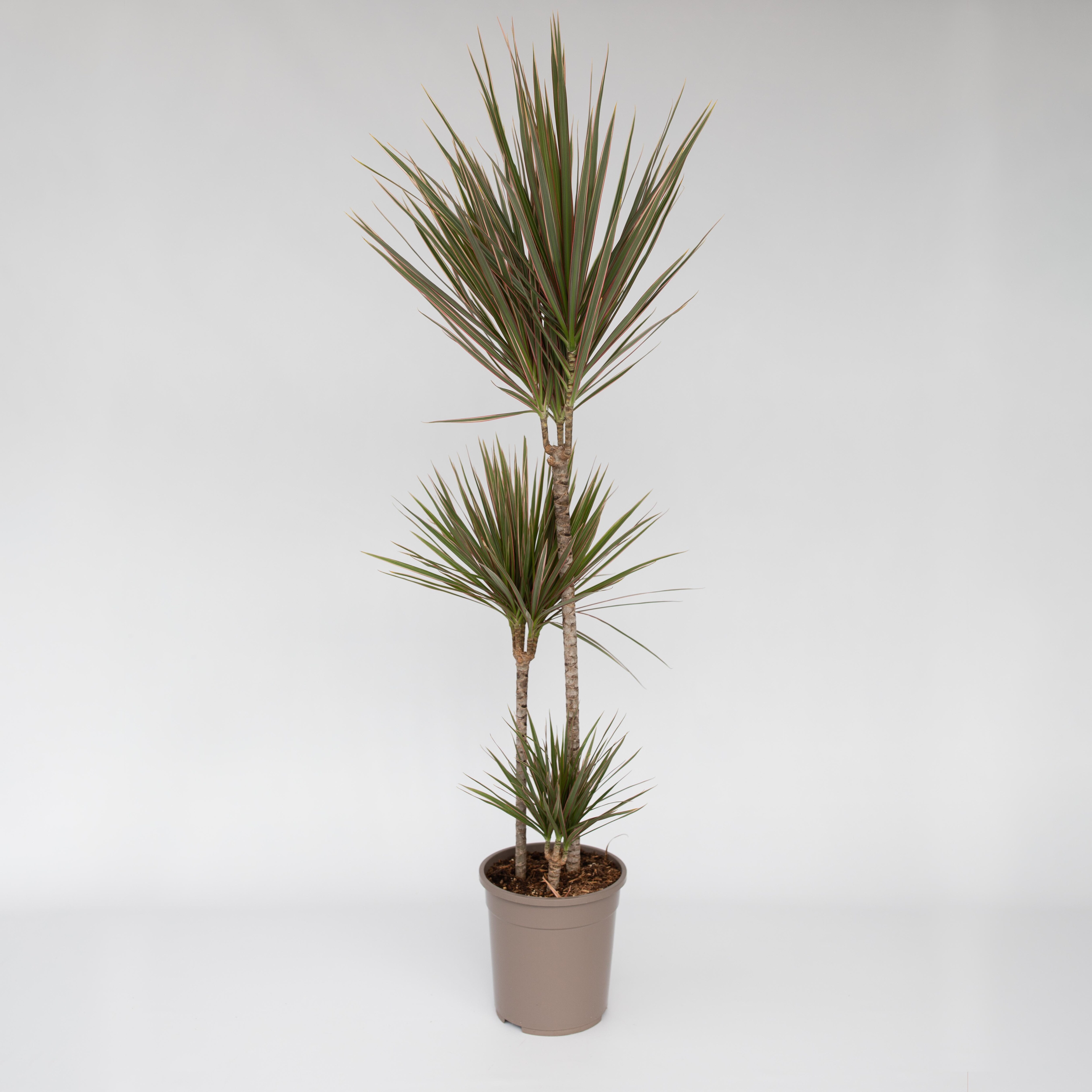 Plant in a Box - Drachenbaum - Dracaena marginata 'Bicolor' - H&ouml;he 110-130cm - Topf 24cm - Bild 1