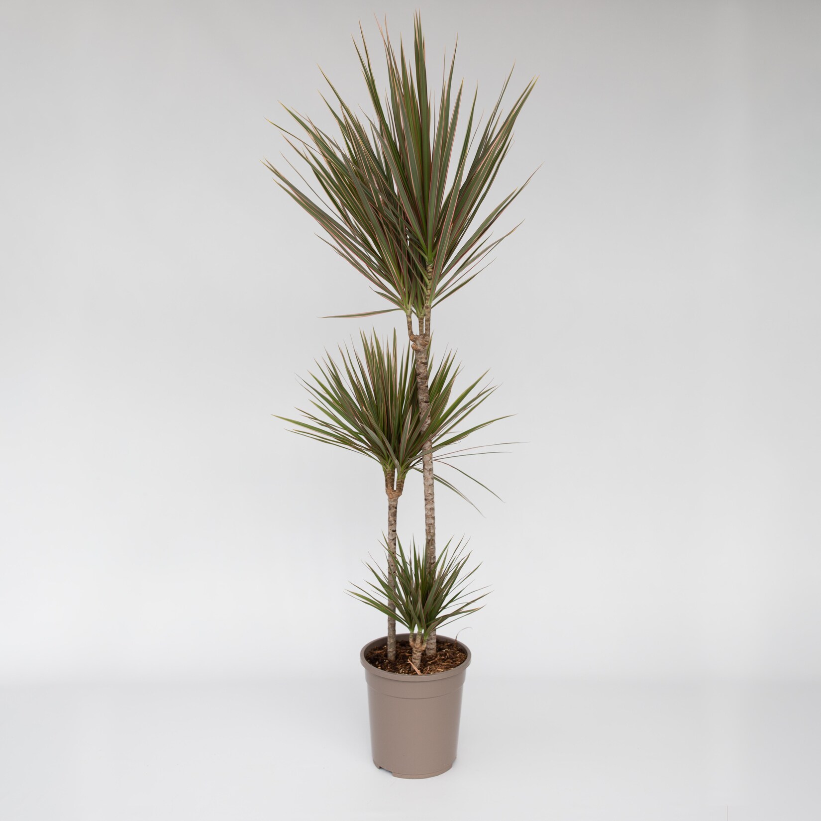 Plant in a Box – Drachenbaum – Dracaena marginata ‚Bicolor‘ – Höhe 110-130cm – Topf 24cm | 06097232598539