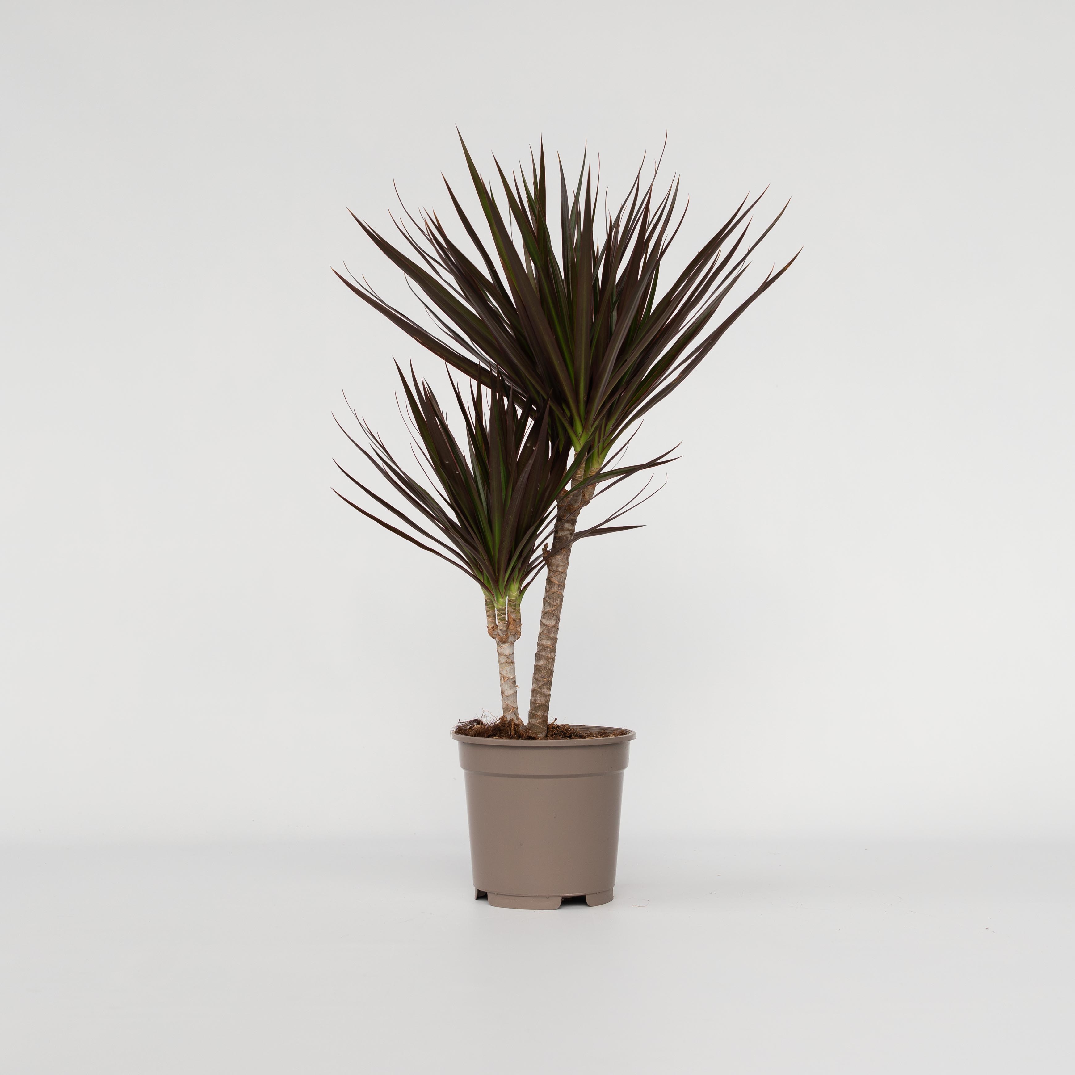 Plant in a Box - Drachenbaum - Dracaena marginata 'Magenta' - H&ouml;he 70-80cm - Topf 17cm - Bild 1