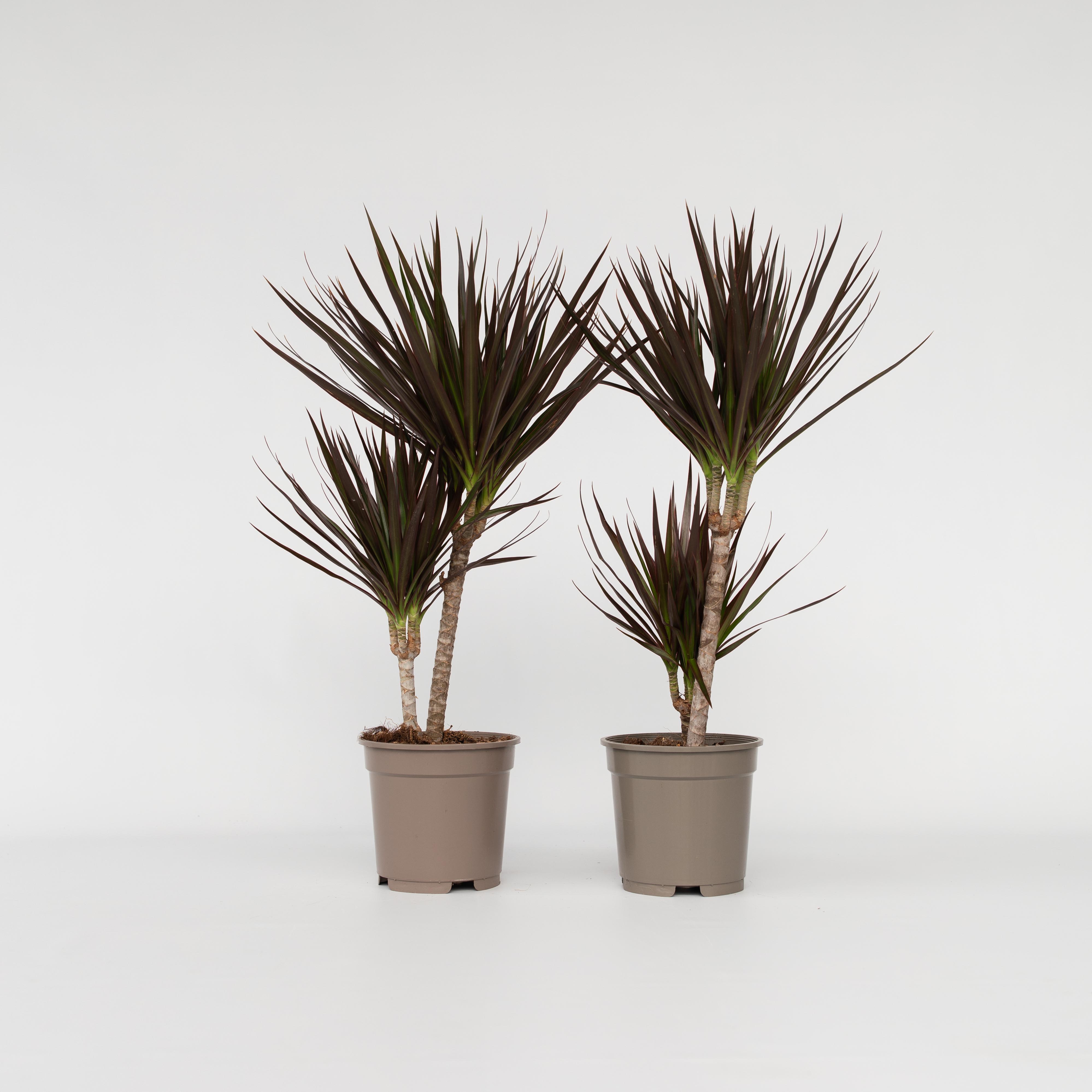 Plant in a Box - Drachenbaum - 2 Stk - Dracaena marginata 'Magenta' - H&ouml;he 70-80cm - Topf 17cm - Bild 1