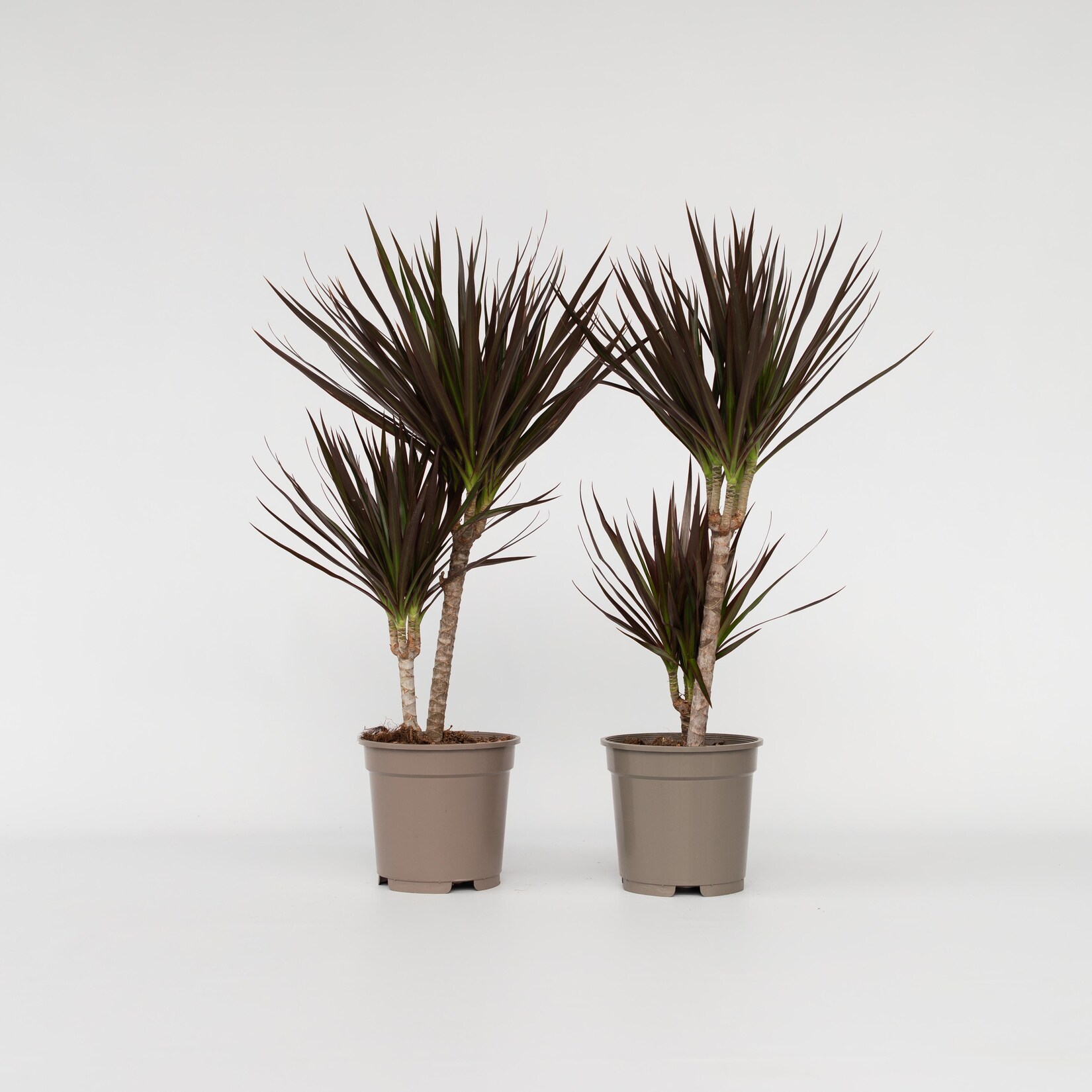 Plant in a Box – Drachenbaum – 2 Stk – Dracaena marginata ‚Magenta‘ – Höhe 70-80cm – Topf 17cm | 06097232050006