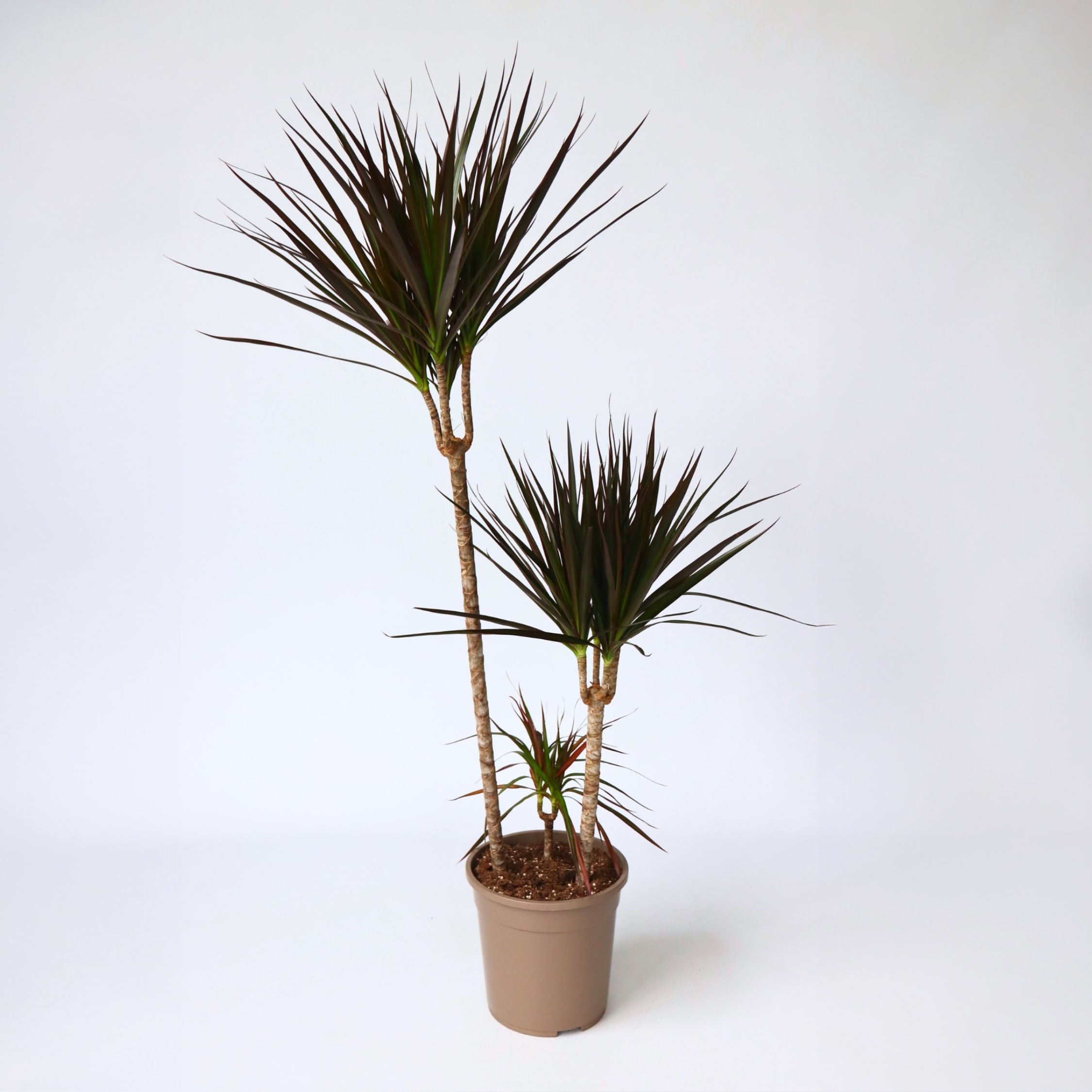 Plant in a Box - Drachenbaum - Dracaena marginata 'Magenta' - H&ouml;he 110-130cm - Topf 24cm - Bild 1