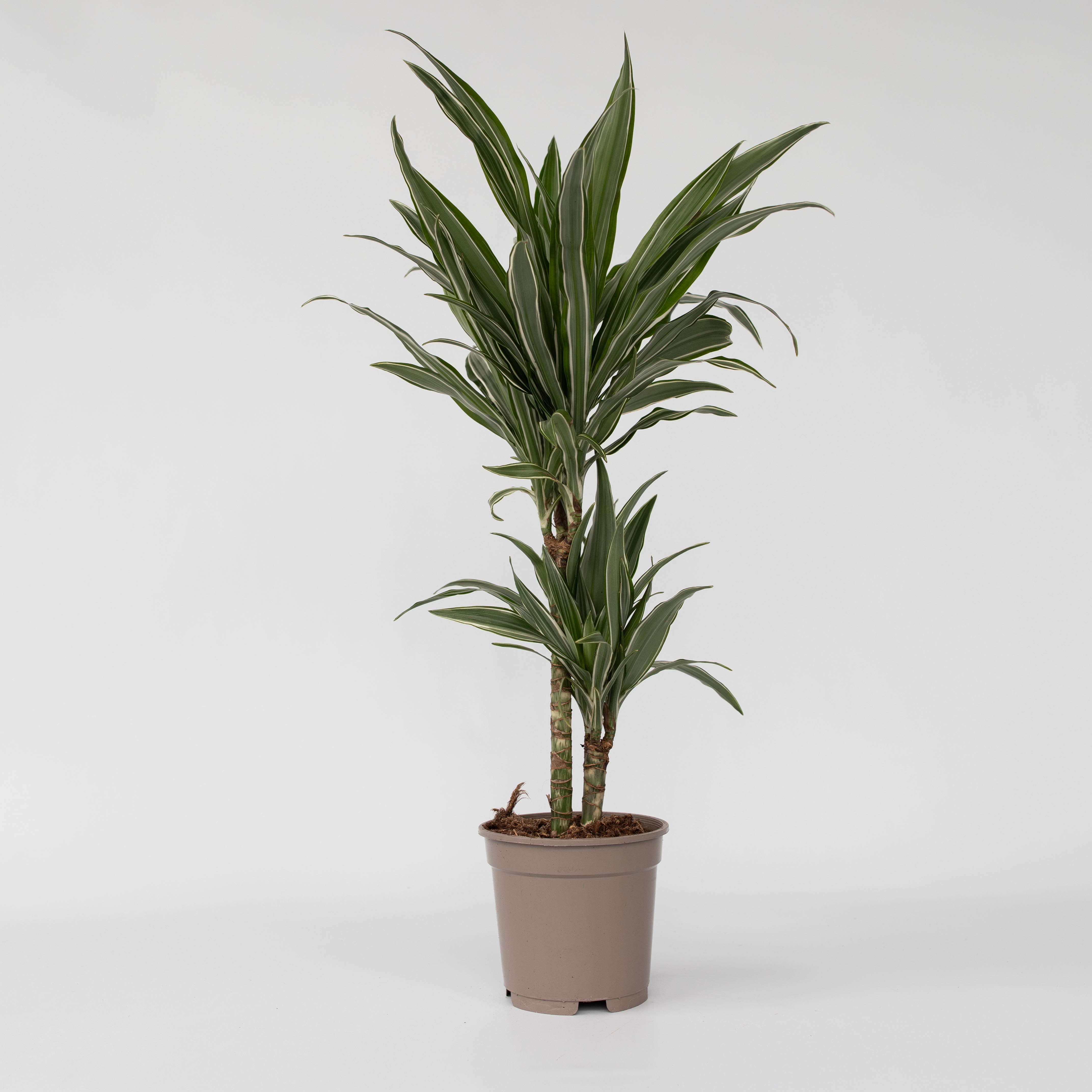 Plant in a Box - Drachenbaum - Dracaena Deremensis 'Warneckei' - H&ouml;he 60-70cm - Topf 17cm - Bild 1