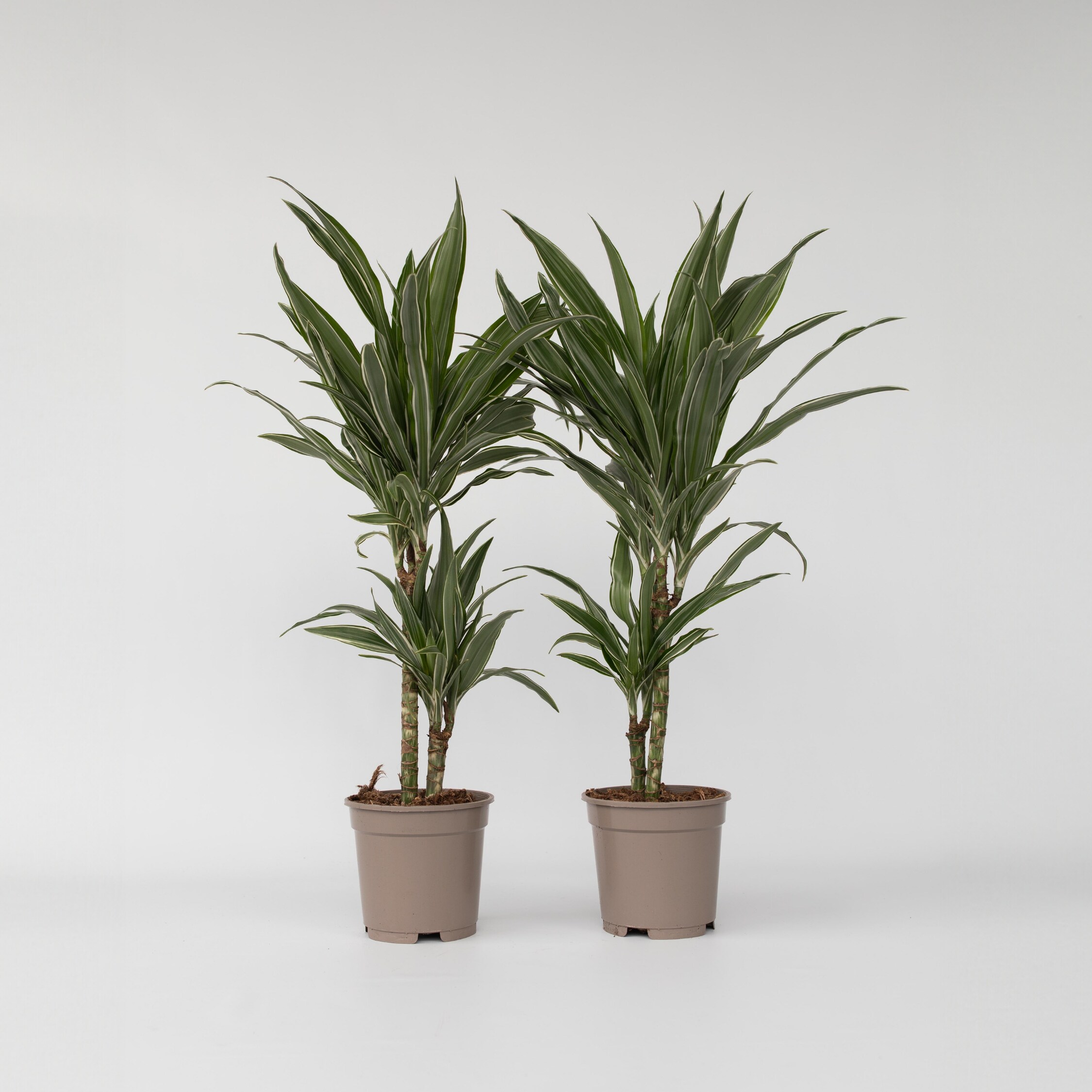 Plant in a Box - Drachenbaum - 2 Stk - Dracaena Deremensis 'Warneckei' - H&ouml;he 60-70cm - Topf 17cm - Bild 1
