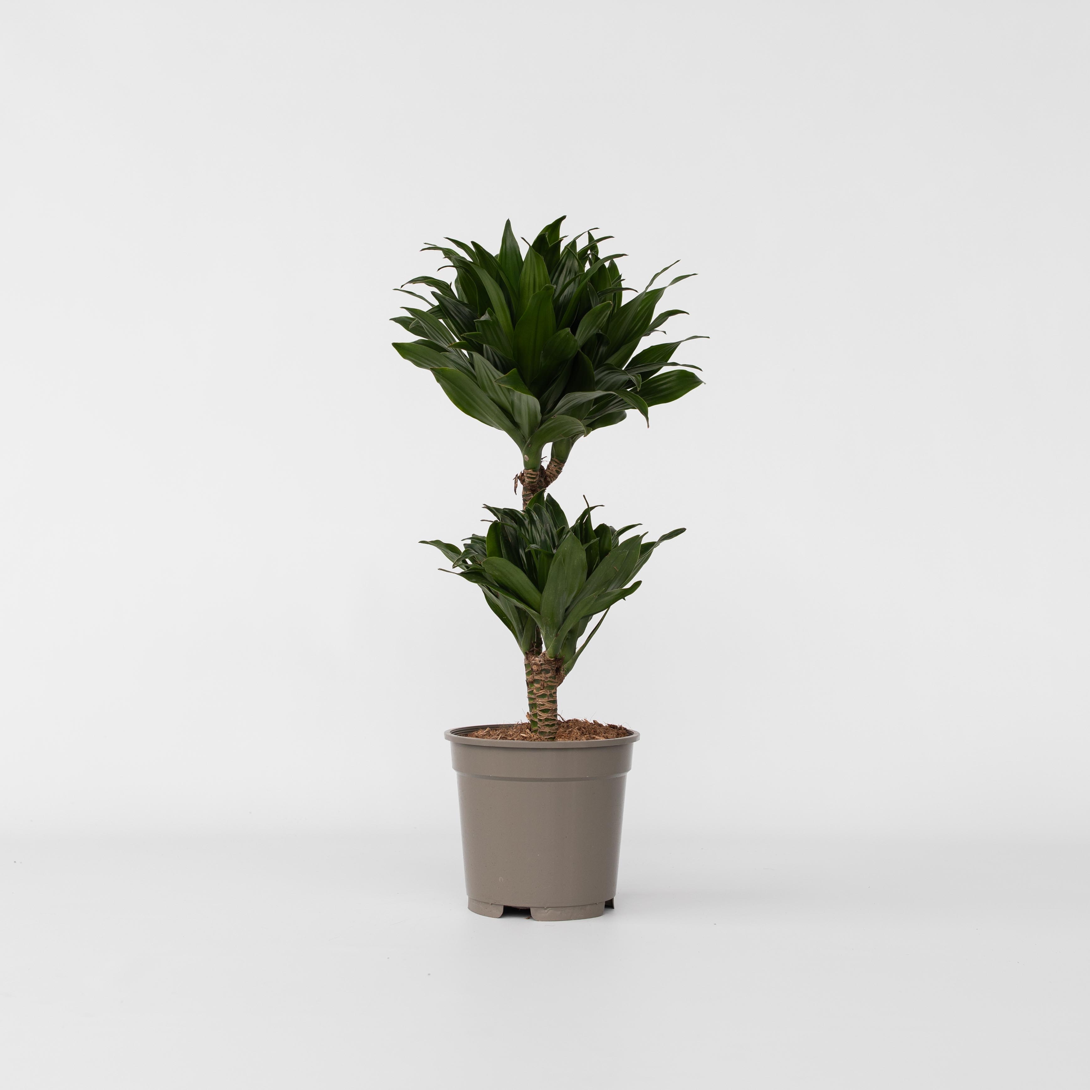 Plant in a Box - Drachenbaum - Dracaena surculosa - H&ouml;he 50-65cm - Topf 17cm - Bild 1