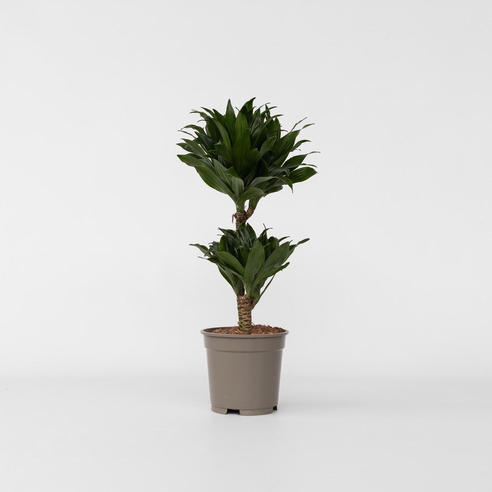 Plant in a Box – Drachenbaum – Dracaena surculosa – Höhe 50-65cm – Topf 17cm | 06097232267299