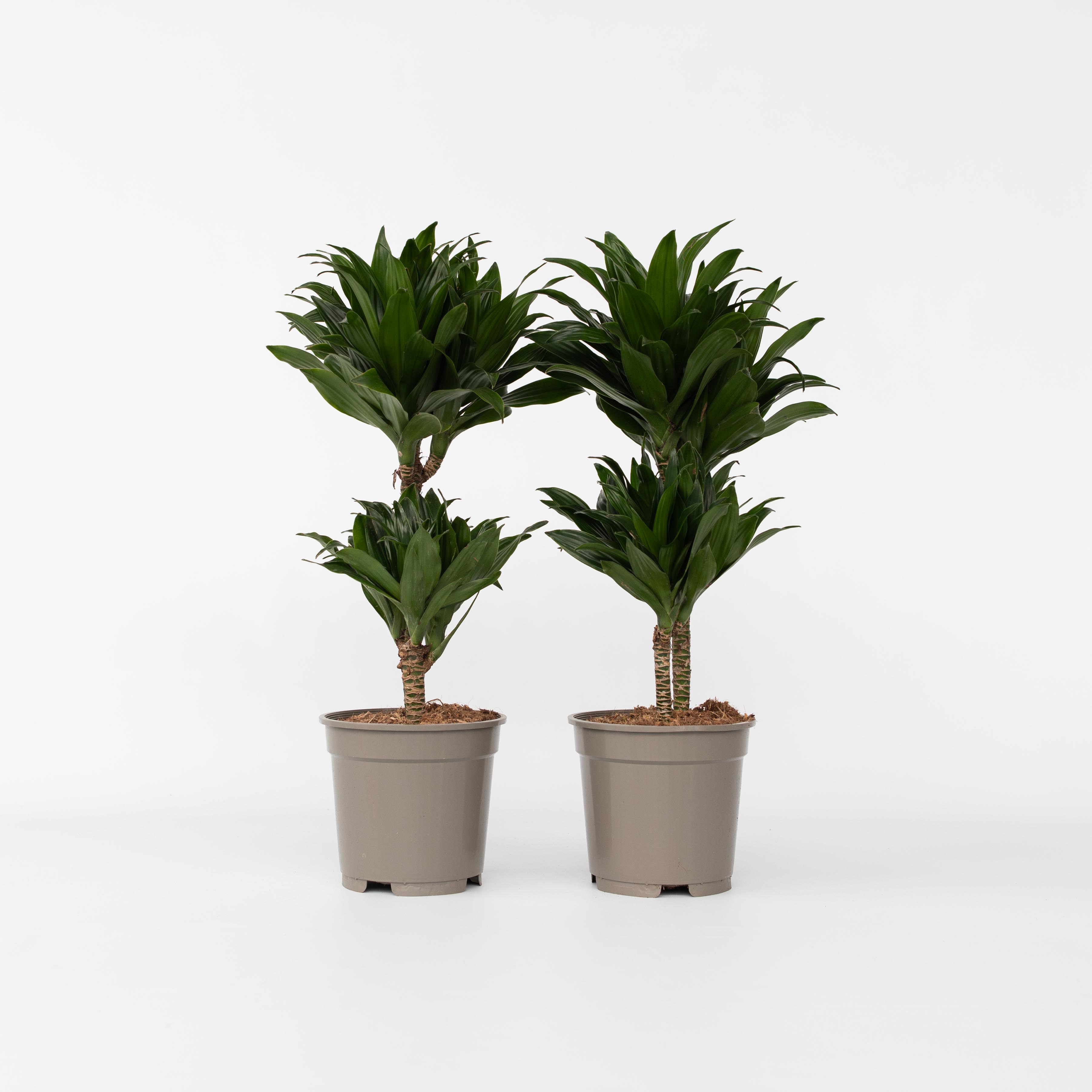 Plant in a Box - Drachenbaum - 2 Stk - Dracaena surculosa - H&ouml;he 50-65cm - Topf 17cm - Bild 1