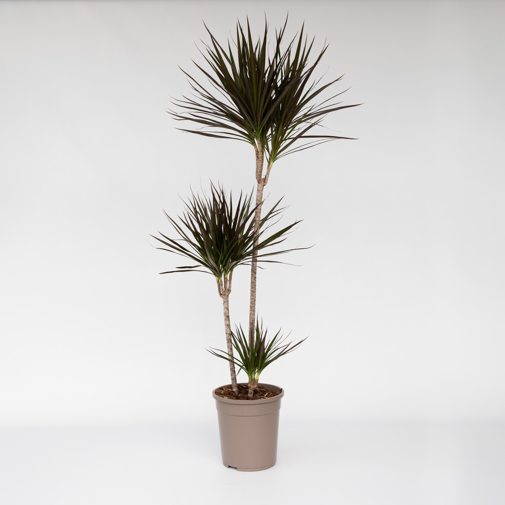 Plant in a Box – Drachenbaum – Dracaena marginata – Höhe 110-130cm – Topf 24cm | 06097227888843