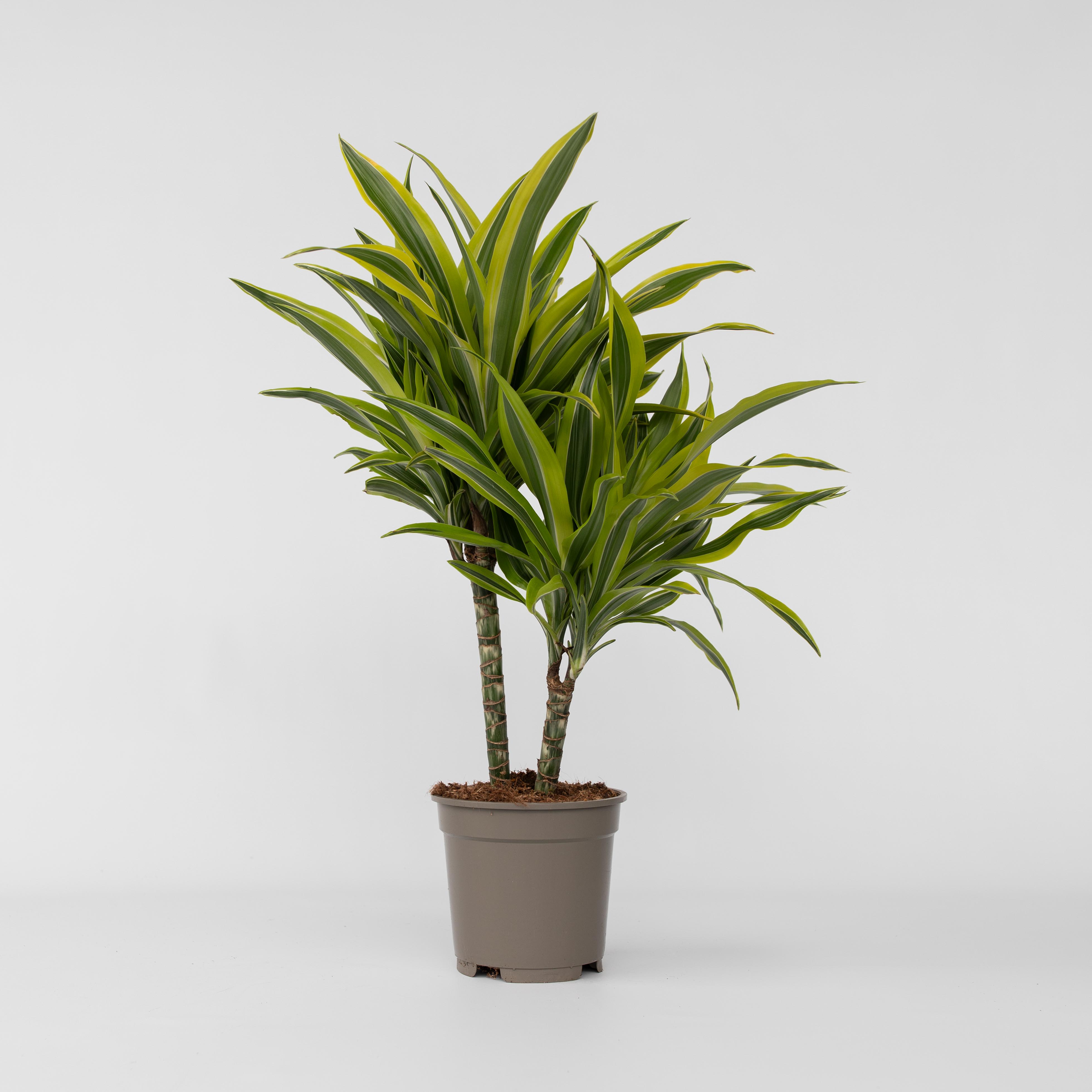 Plant in a Box - Drachenbaum - Dracaena deremensis 'Lemon Lime' - H&ouml;he 60-70cm - Topf 17cm - Bild 1