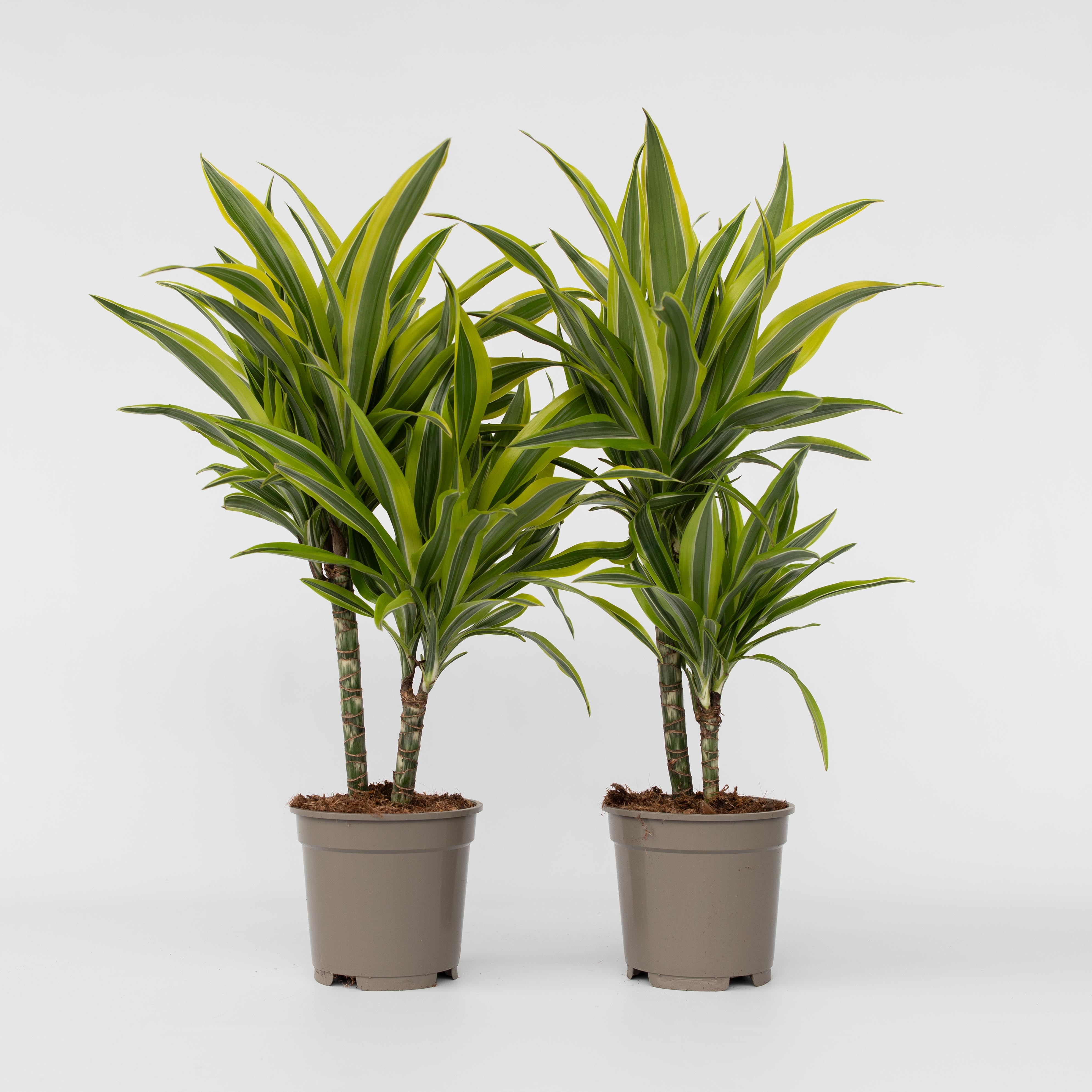 Plant in a Box - Drachenbaum - 2 Stk - Dracaena deremensis 'Lemon Lime' - H&ouml;he 60-70cm - Topf 17cm - Bild 1