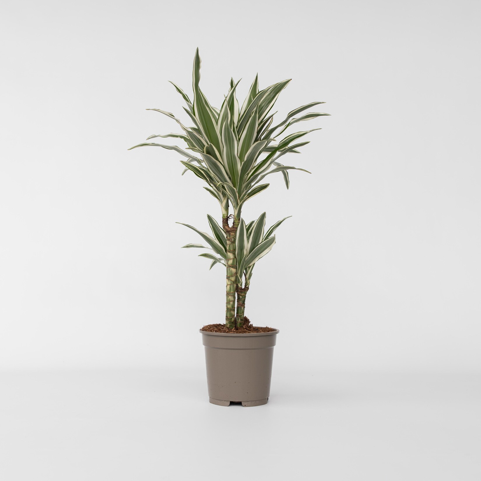 Plant in a Box – Drachenbaum – Dracaena deremensis ‚White Stripe‘ – Höhe 60-70cm – Topf 17cm | 06097236819890
