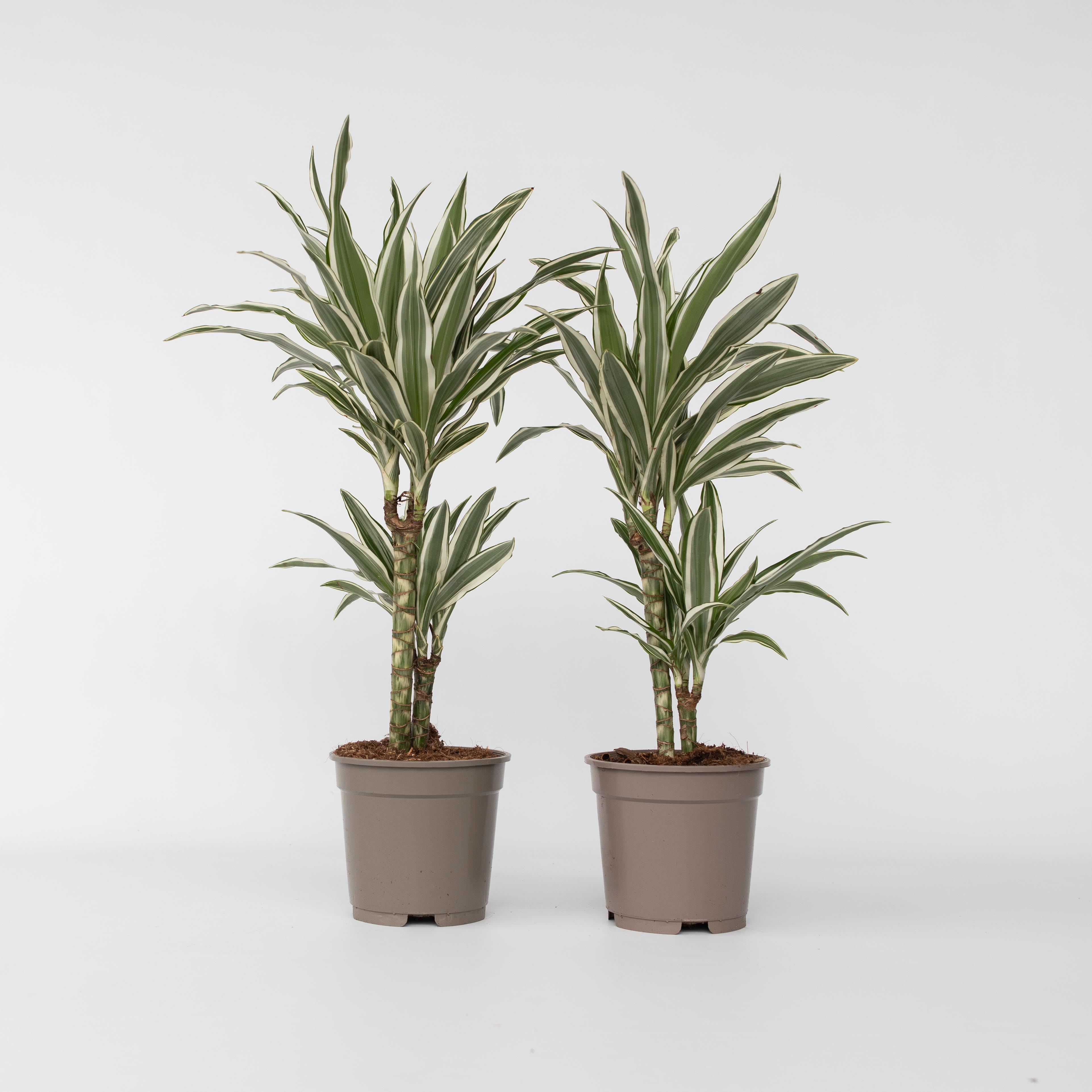 Plant in a Box - Drachenbaum - 2 Stk - Dracaena deremensis 'White Stripe' - H&ouml;he 60-70cm - Topf 17cm - Bild 1