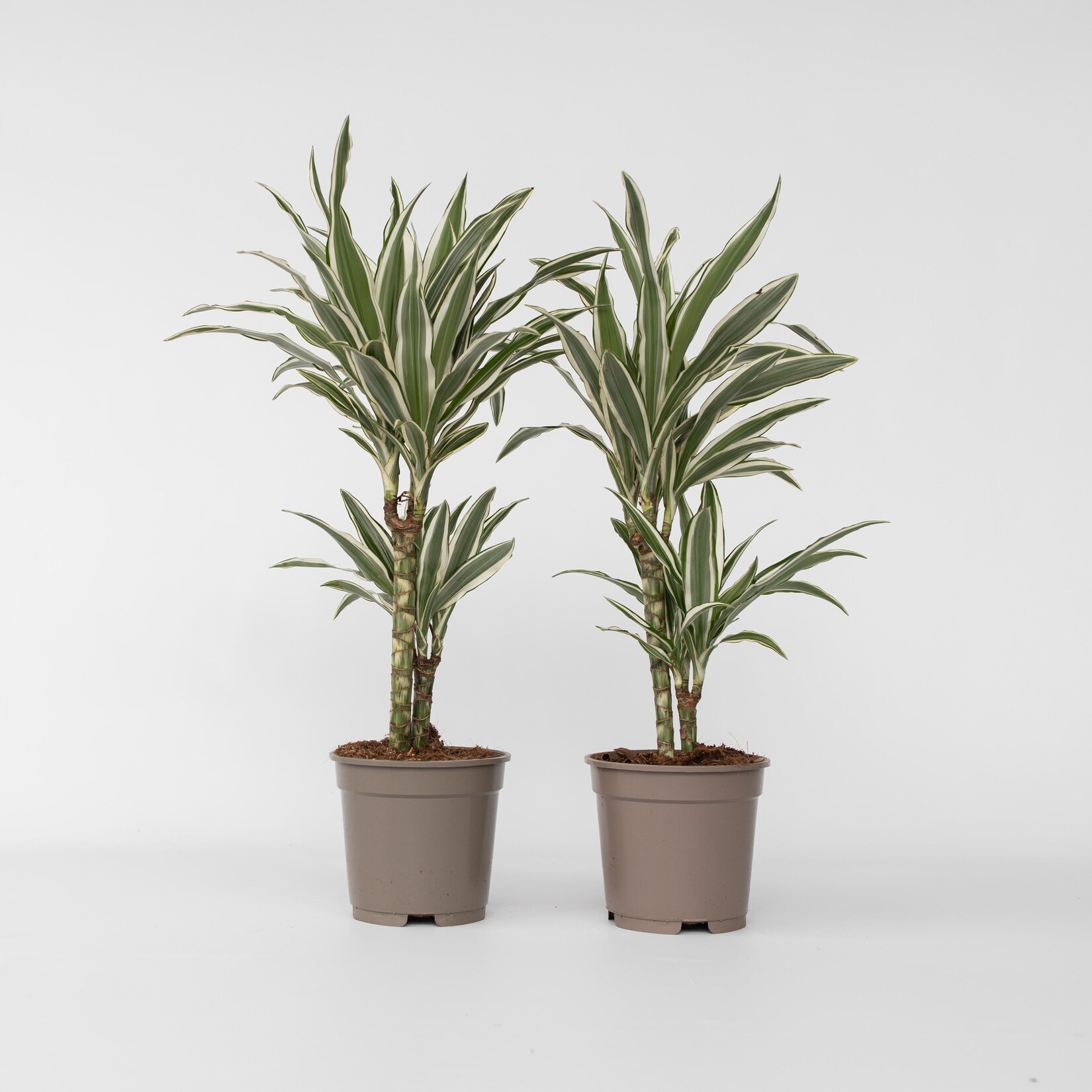 Plant in a Box – Drachenbaum – 2 Stk – Dracaena deremensis ‚White Stripe‘ – Höhe 60-70cm – Topf 17cm | 06097228096049