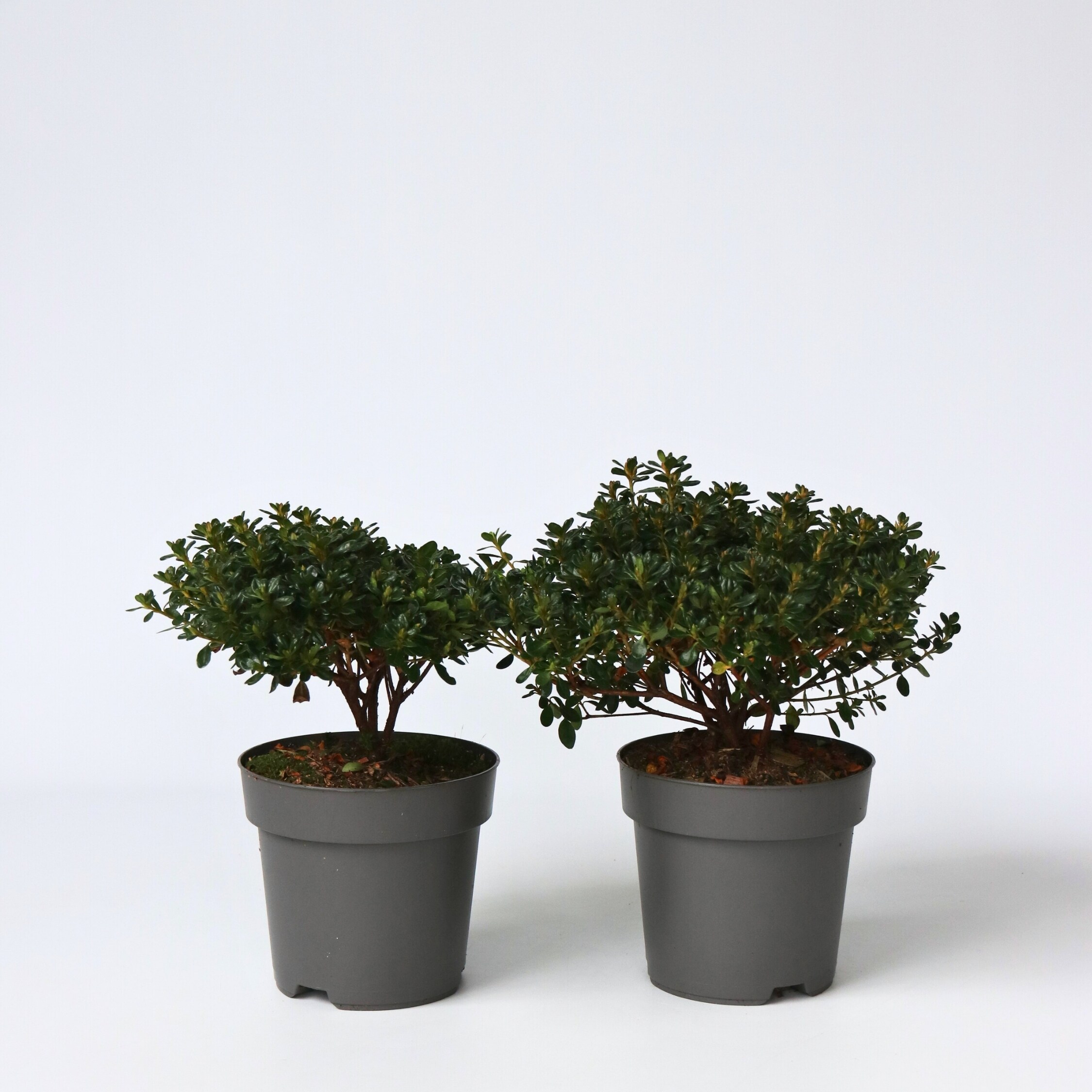 Plant in a Box - Azalee - 4 Stk - Rhododendron azalea 'Anouk' - H&ouml;he 25-40cm - Topf 17cm - Bild 1