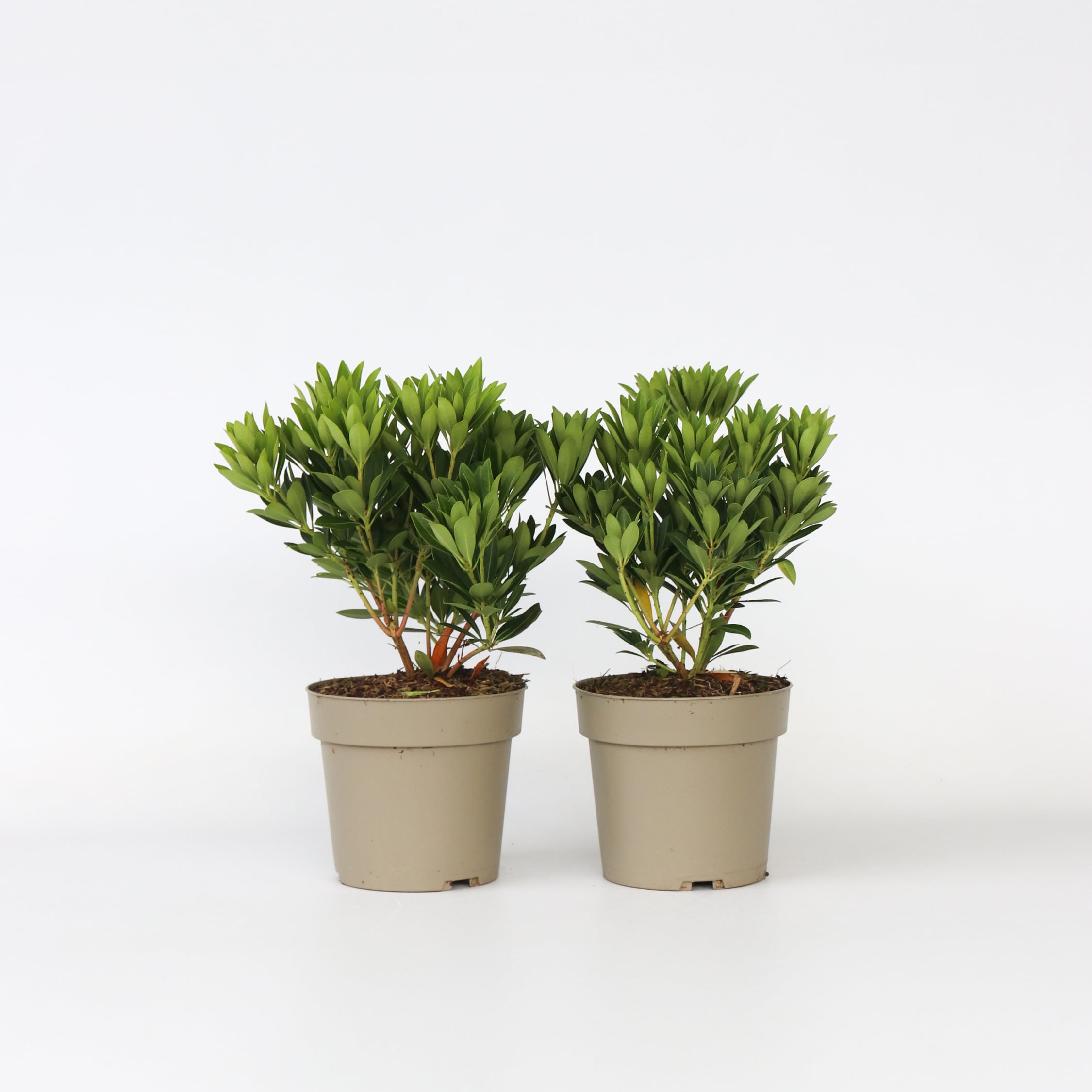 Plant in a Box - Schattengl&ouml;ckchen - 2 Stk - Pieris 'Forest Flame' - H&ouml;he 25-40cm - Topf 17cm - Bild 1