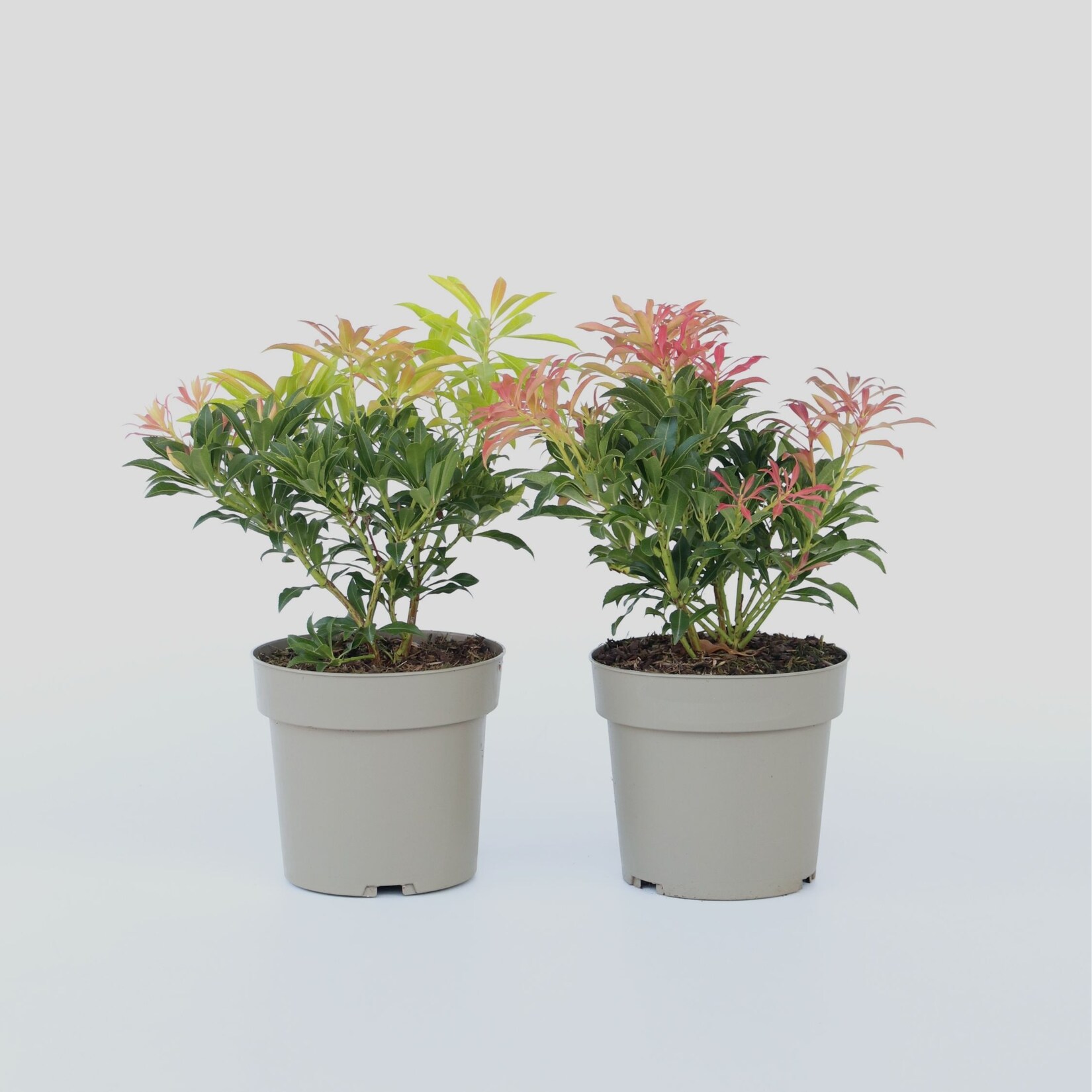 Plant in a Box – Schattenglöckchen – 4 Stk – Pieris ‚Forest Flame‘ – Höhe 25-40cm – Topf 17cm | 07428470672665