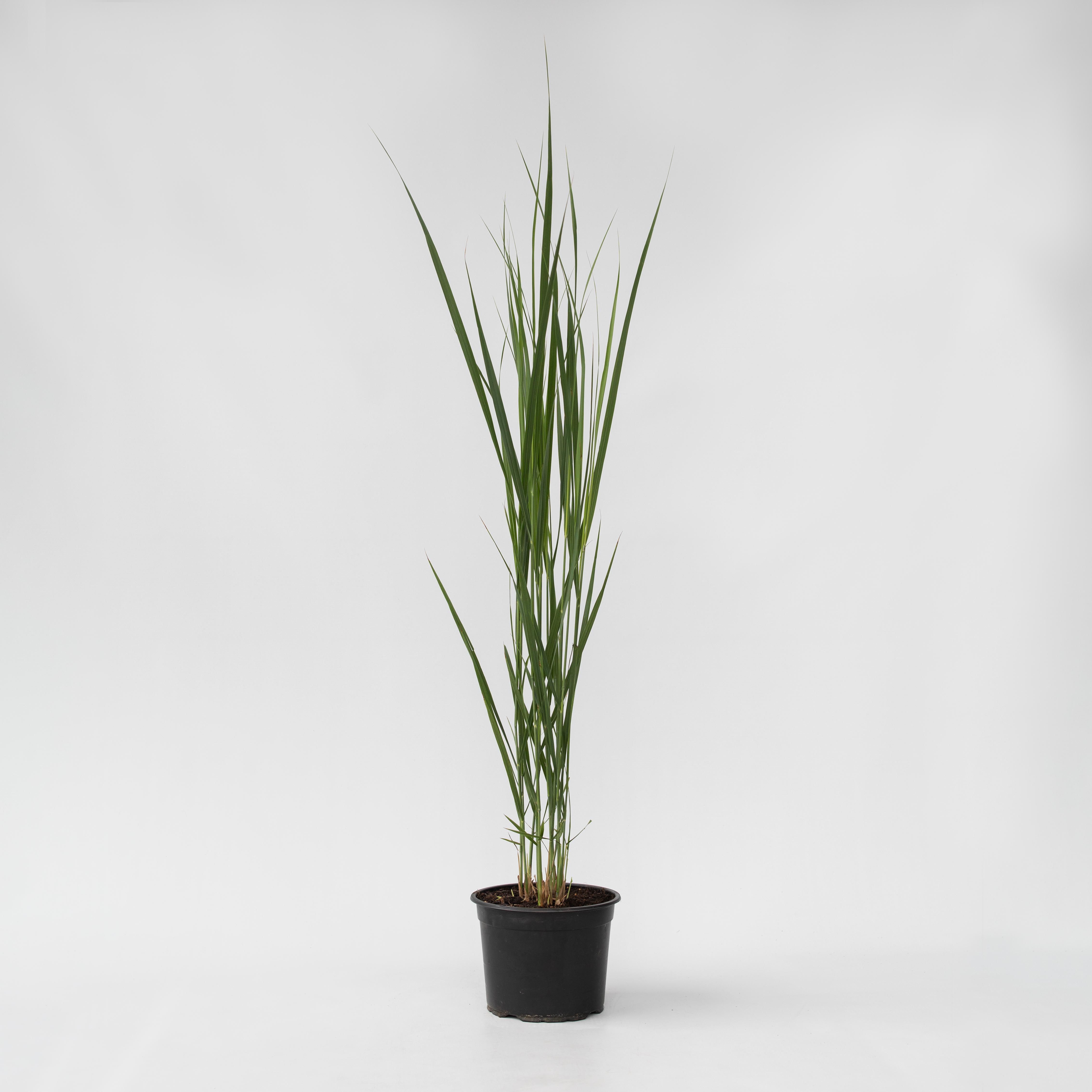 Plant in a Box - Fingergras - Panicum virgatum 'Northwind' - H&ouml;he 40-60cm - Topf 23cm - Bild 1