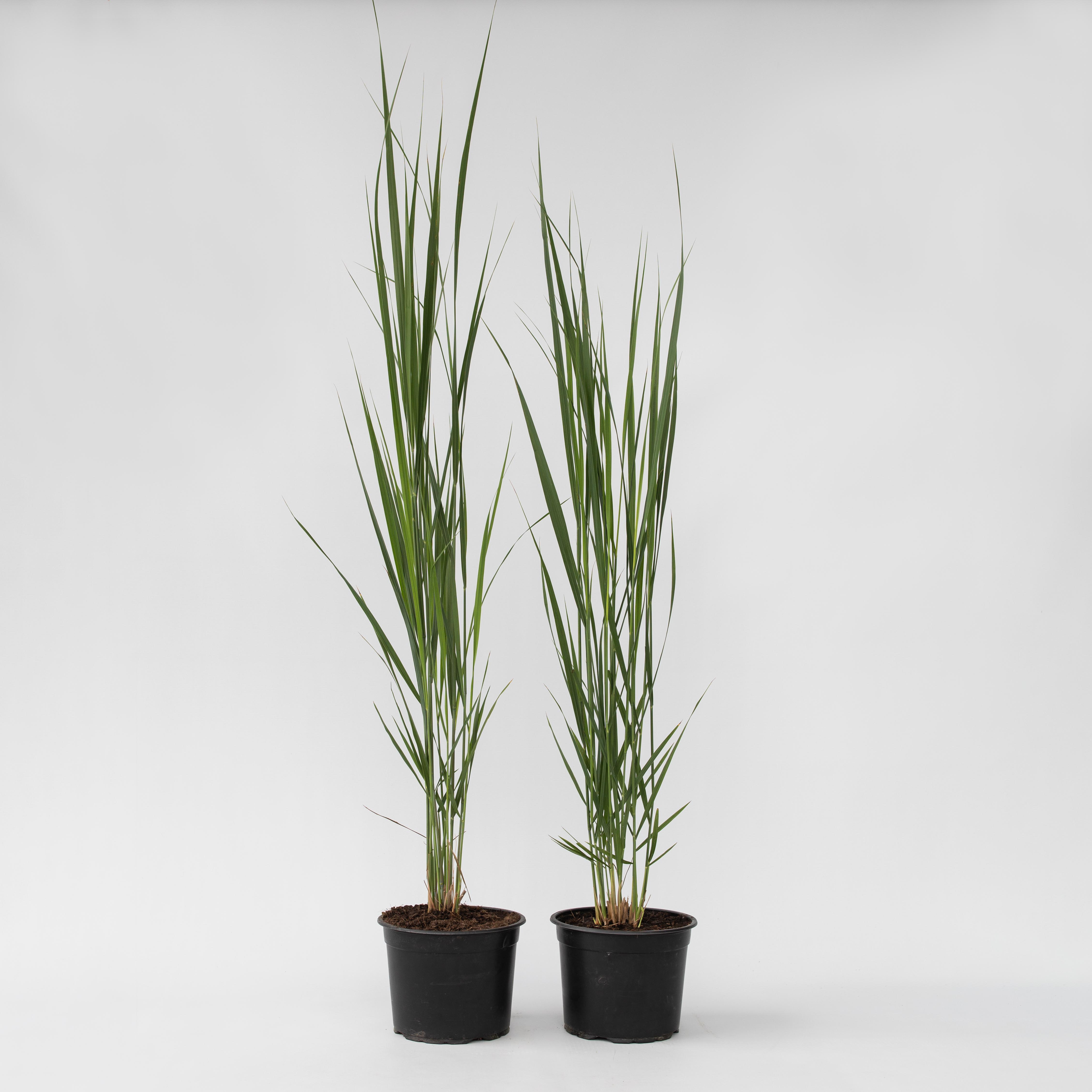 Plant in a Box - Fingergras - 2 Stk - Panicum virgatum 'Northwind' - H&ouml;he 40-60cm - Topf 23cm - Bild 1