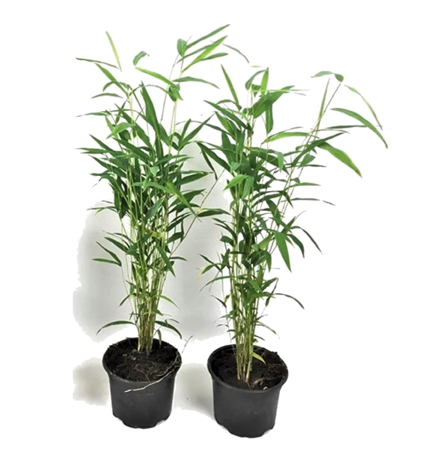 Plant in a Box - Bambus - 2 Stk - Fargesia papyrifera 'Blue Dragon' - H&ouml;he 30-40cm - Topf 13cm - Bild 1