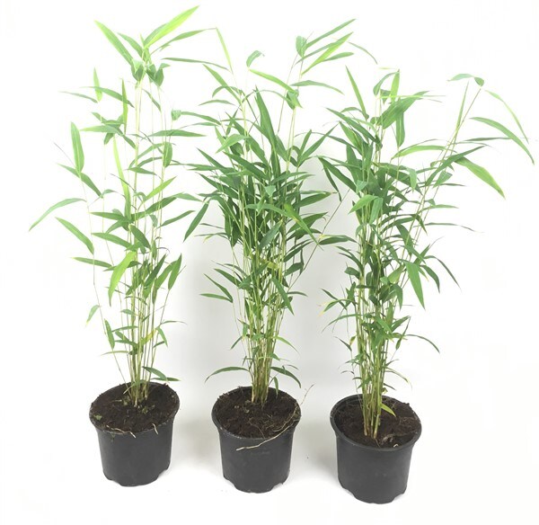 Plant in a Box - Bambus - 3 Stk - Fargesia papyrifera 'Blue Dragon' - H&ouml;he 30-40cm - Topf 13cm - Bild 1