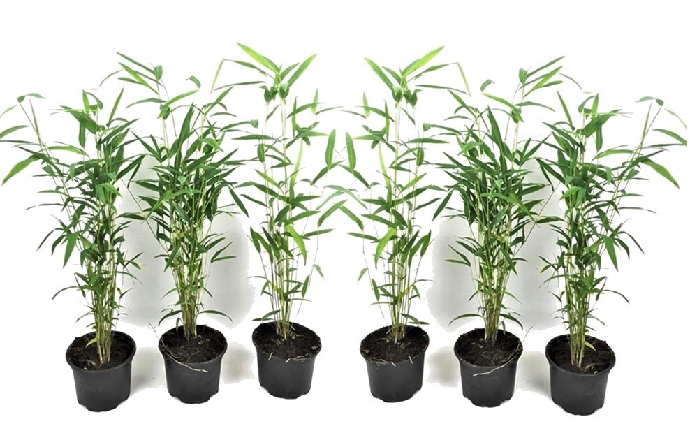 Plant in a Box – Bambus – 6 Stk – Fargesia papyrifera ‚Blue Dragon‘ – Höhe 30-40cm – Topf 13cm | 07428470168380