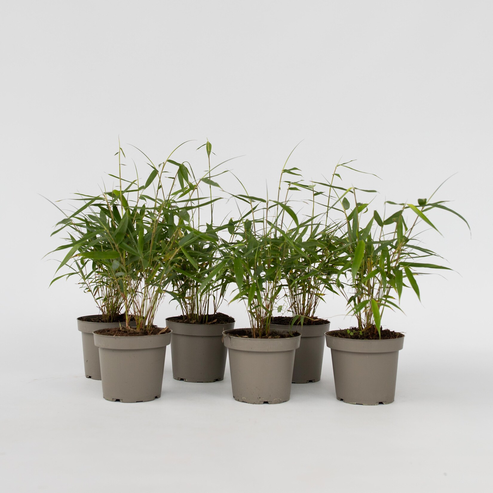Plant in a Box – Bambus – 6 Stk – Fargesia scabrida ‚Asian Wonder‘ – Höhe 25-40cm – Topf 13cm | 07428472754840