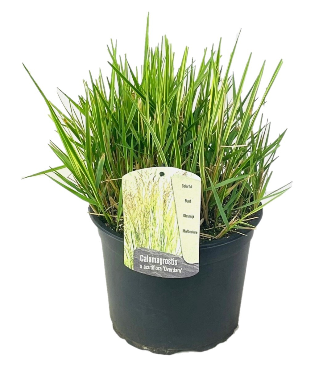 Plant in a Box - Reitgras - Calamagrostis acutiflora 'Overdam' - H&ouml;he 20-30cm - Topf 23cm - Bild 1